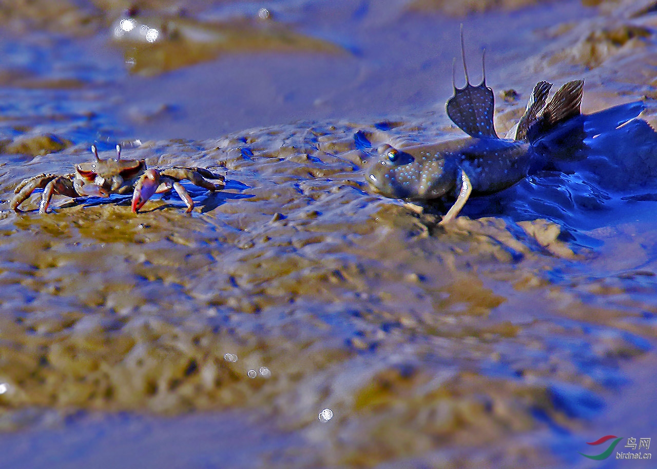 滩涂鱼与螃蟹