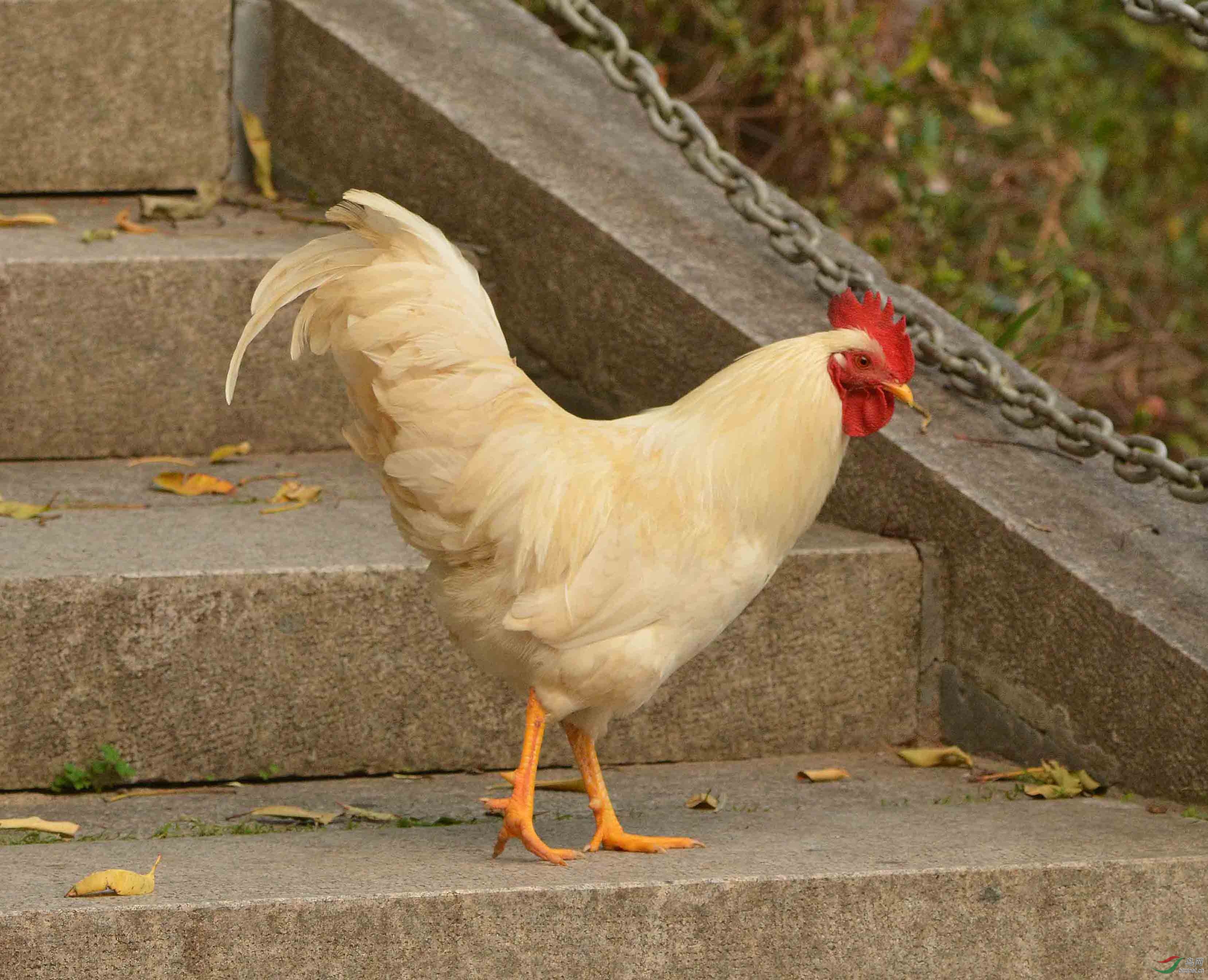 台阶上行走的公鸡