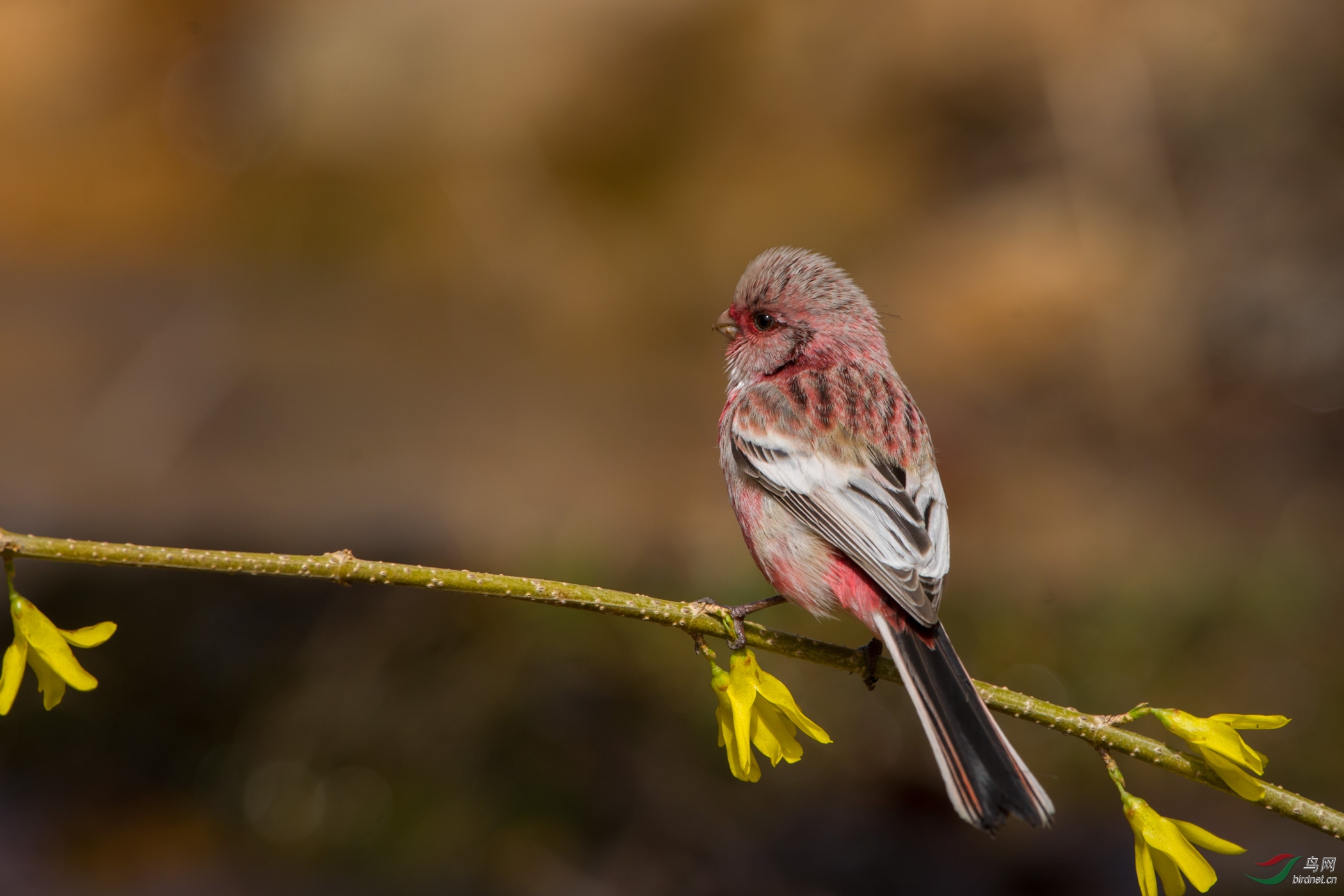 长尾雀(雄鸟,雌鸟)