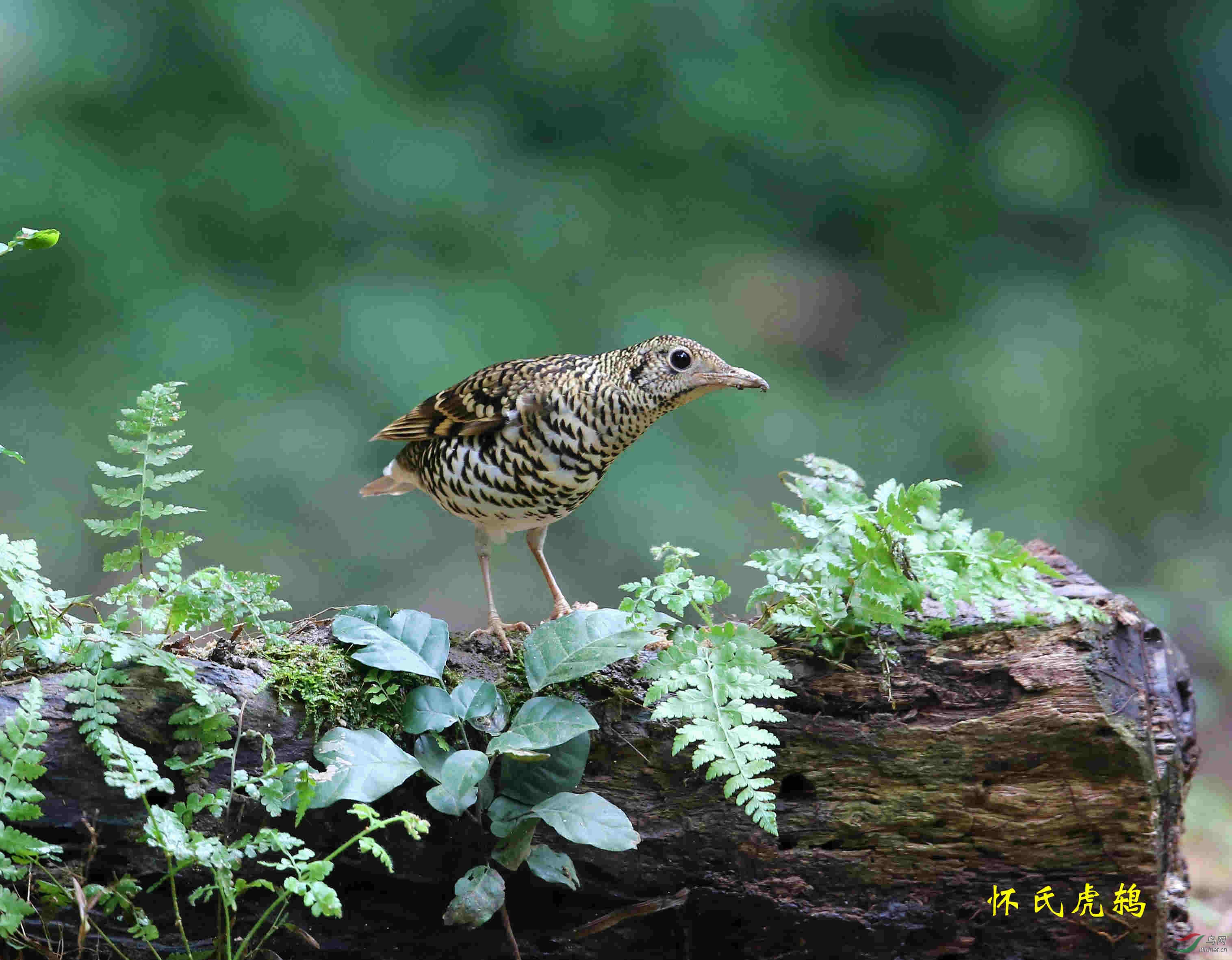 白云山翠竹园的虎鸫