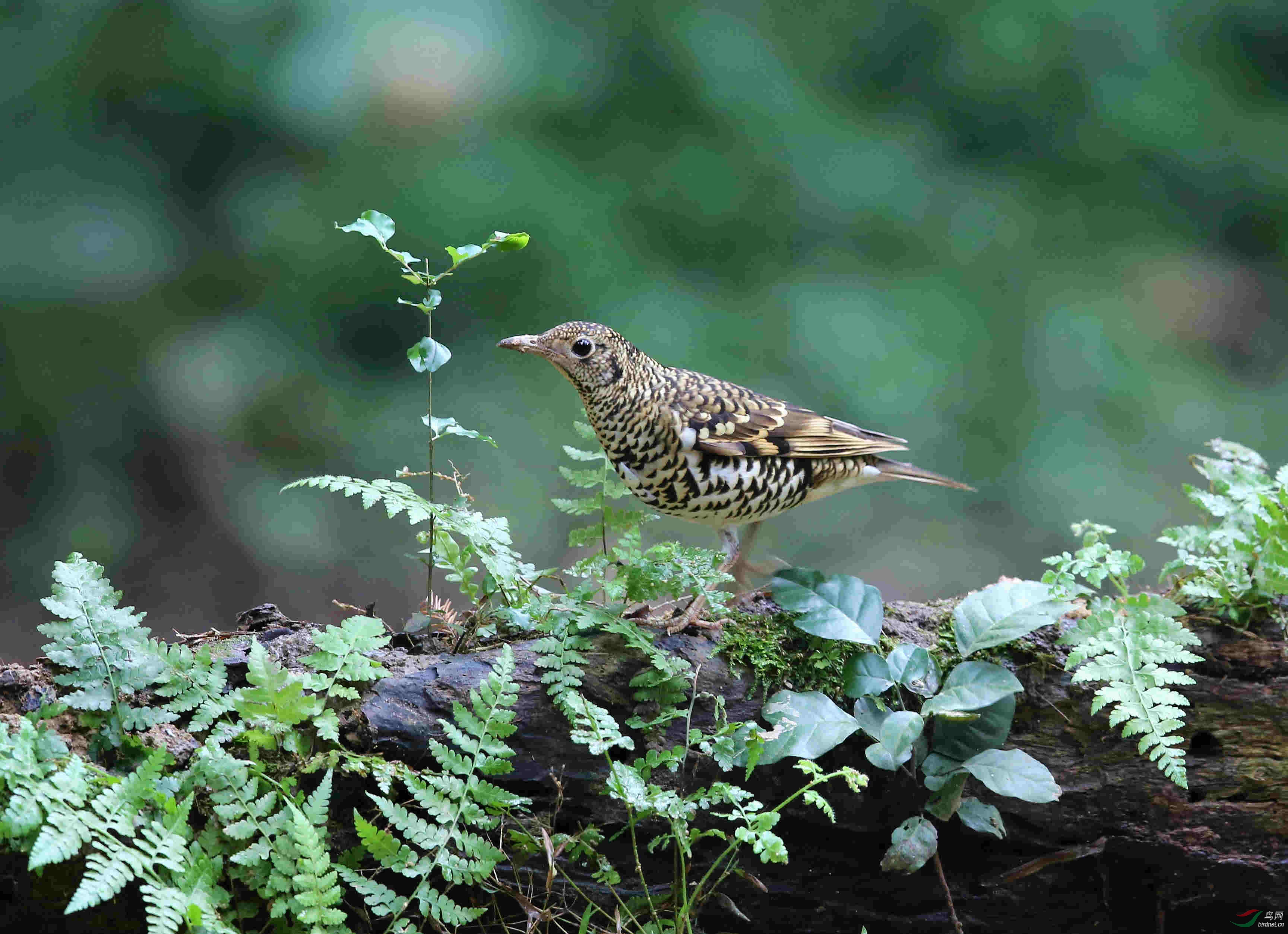 白云山翠竹园的虎鸫