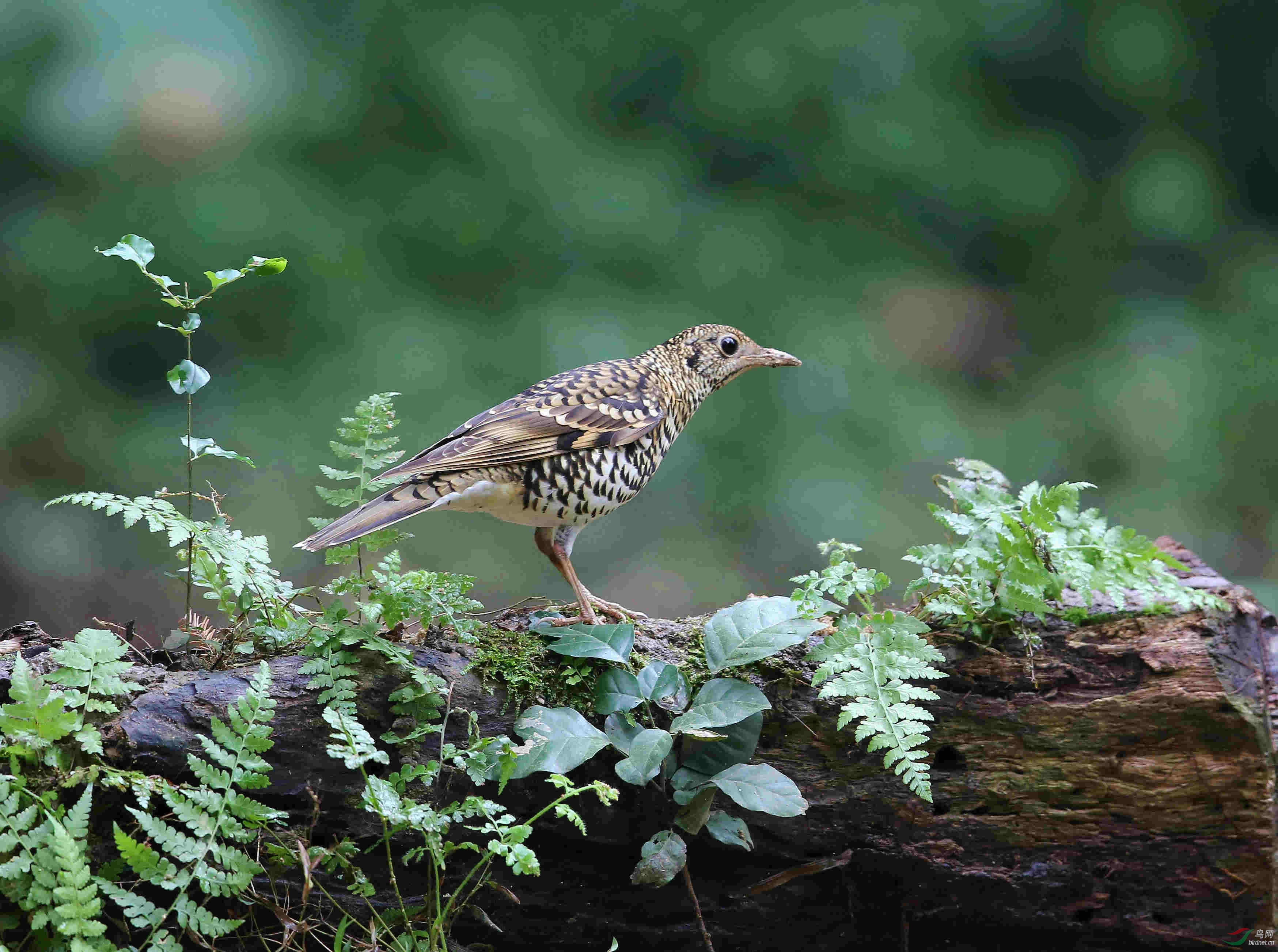 白云山翠竹园的虎鸫