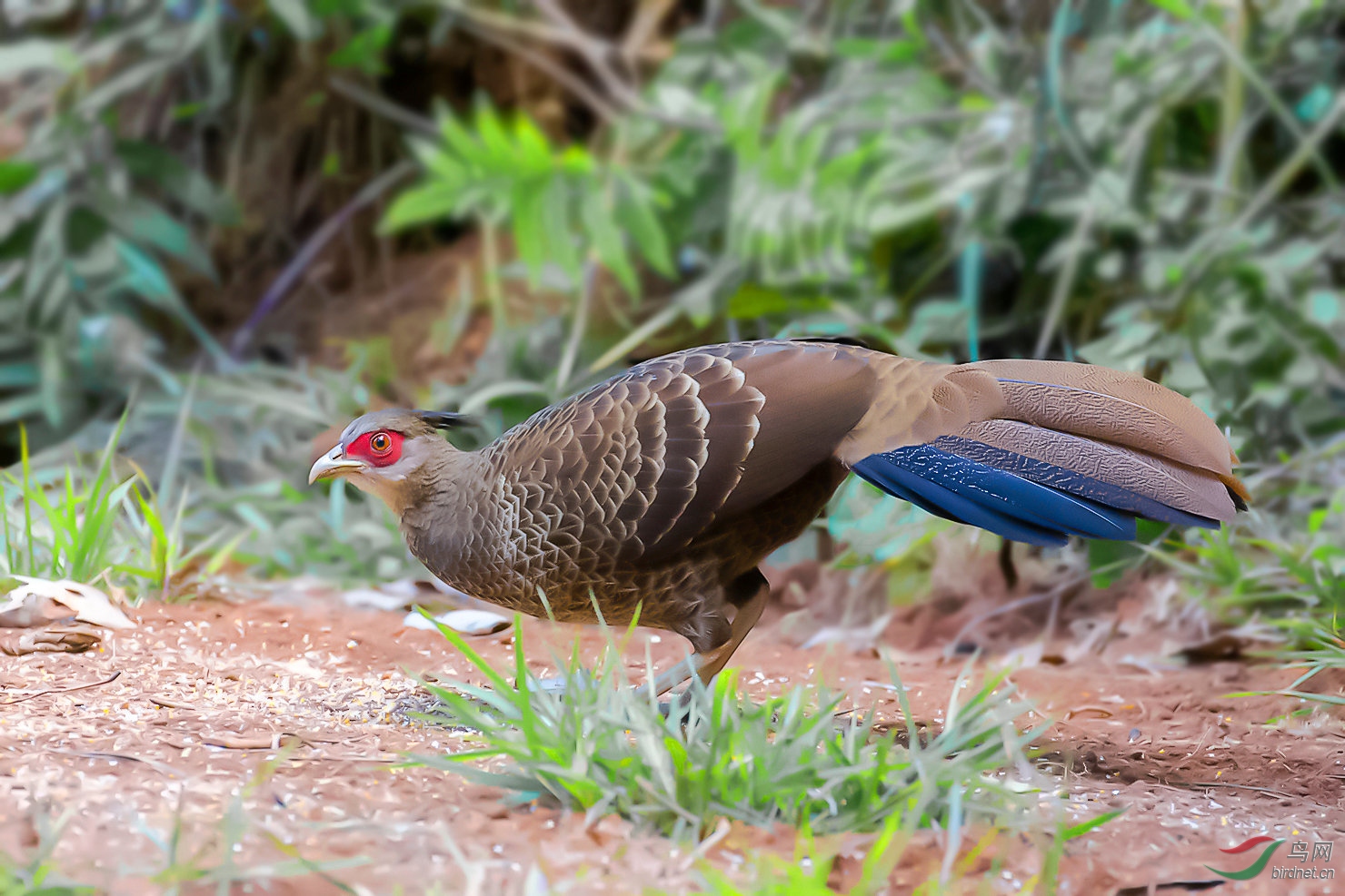 (黑鹇)初探犀鸟谷(祝贺图4荣获首页精华图片)