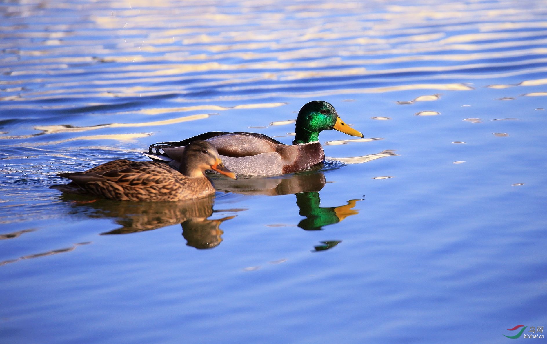 情侣(绿头麻鸭)