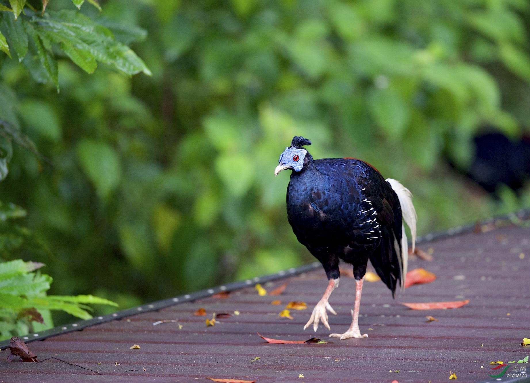 马来西亚国家森林公园拍鸟凤冠火背鹇雄