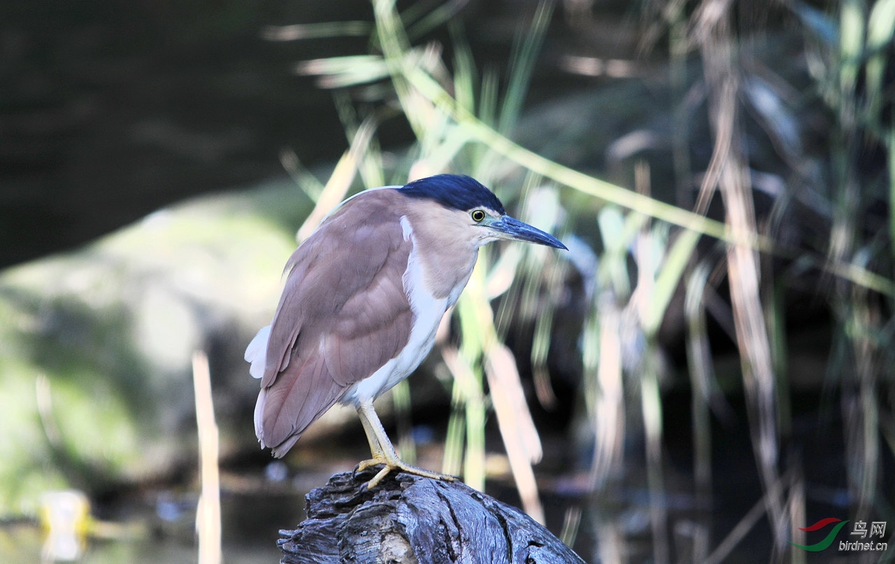 棕夜鹭