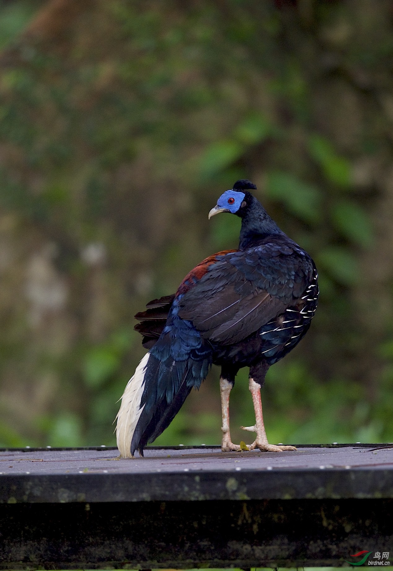 马来西亚:国家森林公园拍鸟:凤冠火背鹇(雄)3