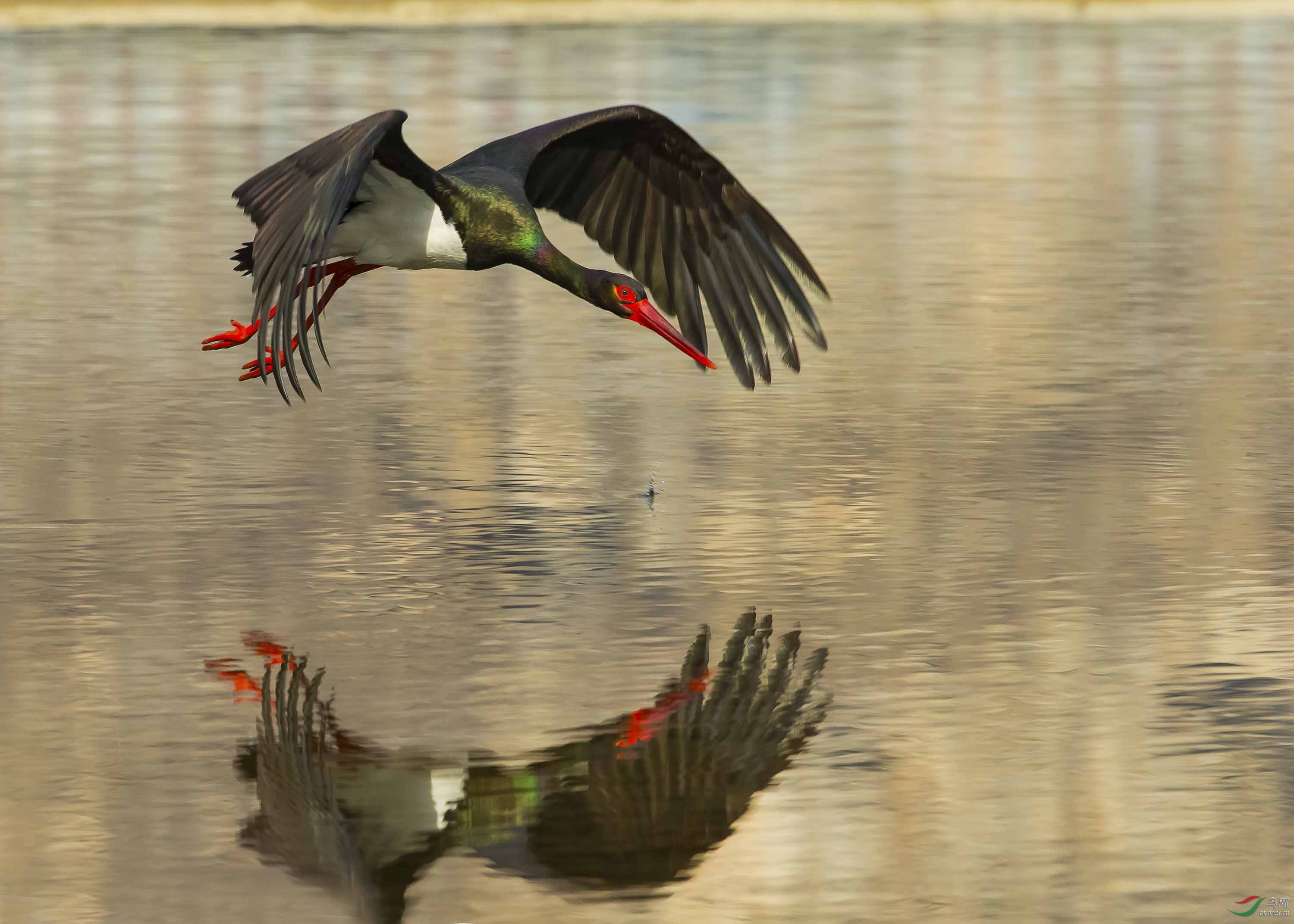 水上飞——黒鹳