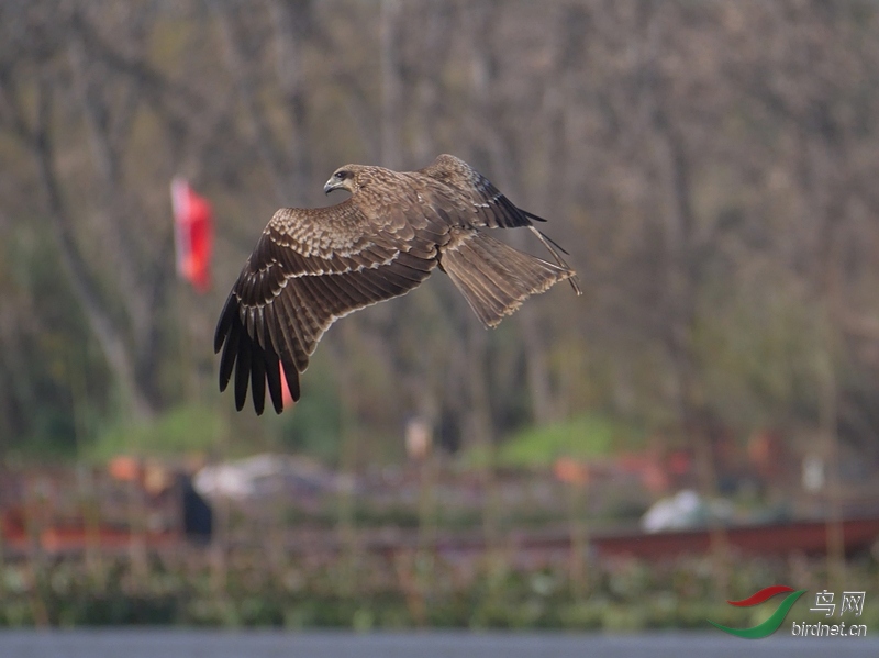 ӥ��һ�־���