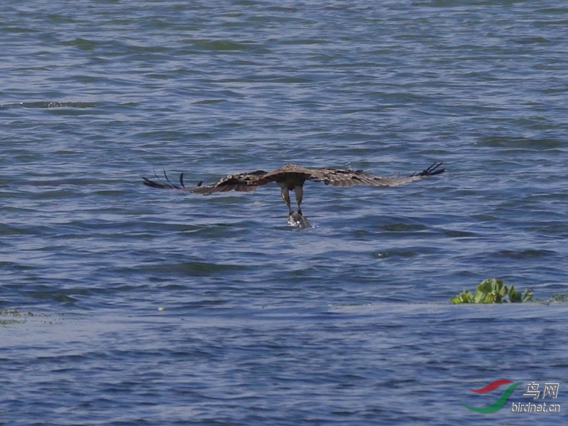 ��Ӱ��͸���ǰ���