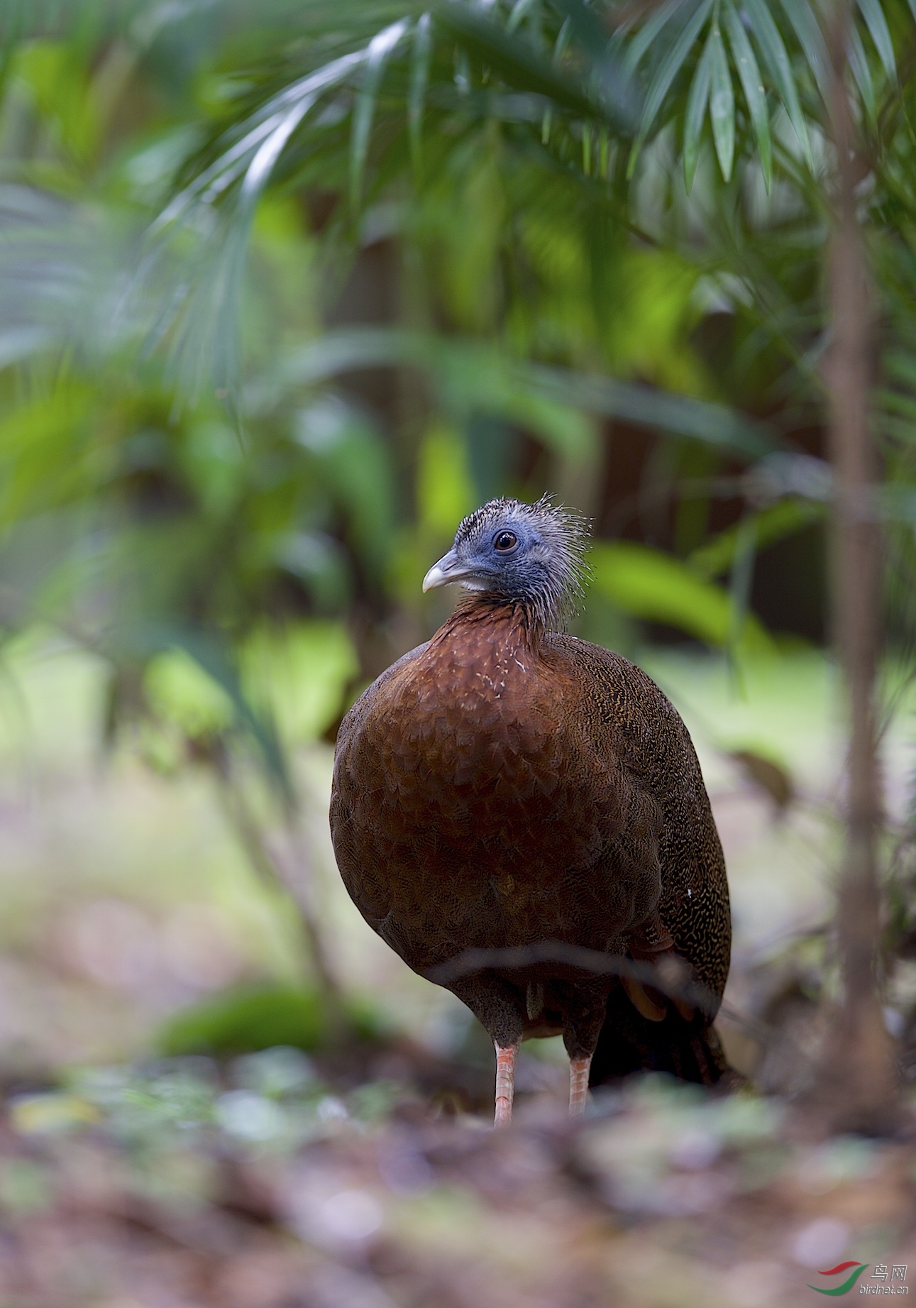 马来西亚国家森林公园拍鸟大眼斑雉2