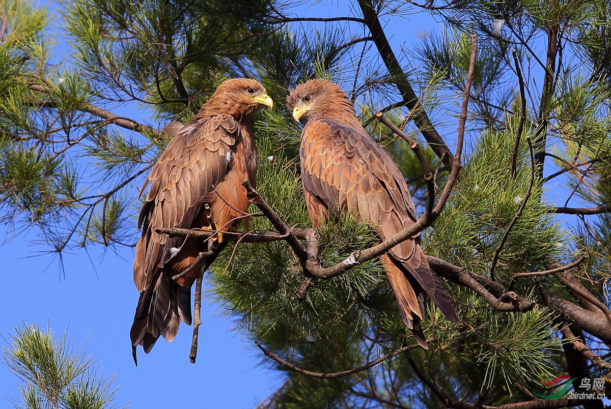 黄嘴鸢一对黄嘴鸢祝贺获每日精华