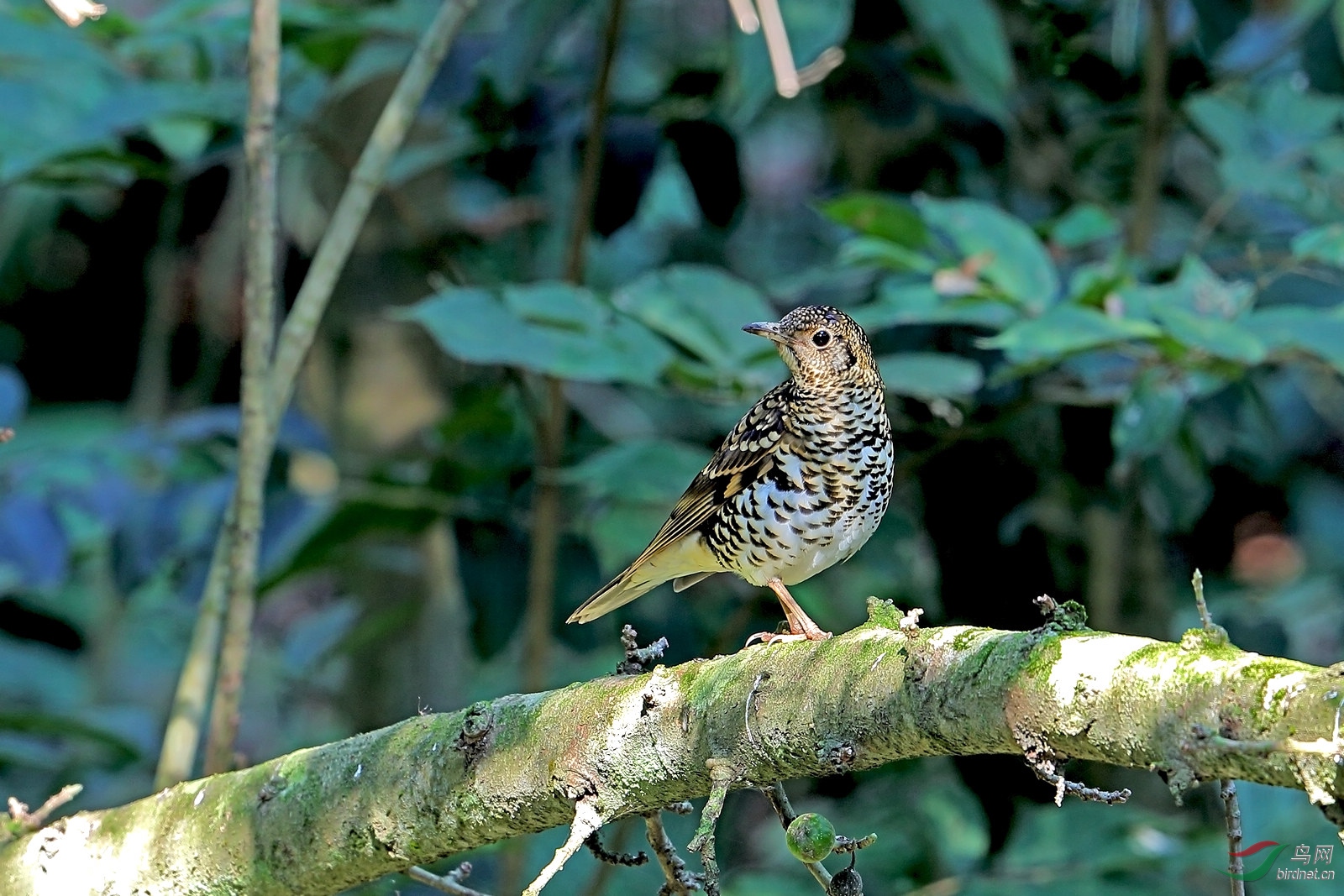 纯生态怀氏虎鸫