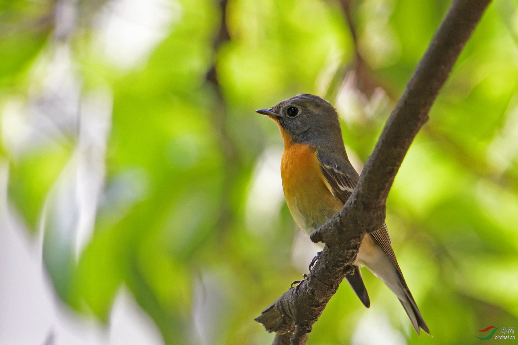 机缘巧合(鸲姬鶲)