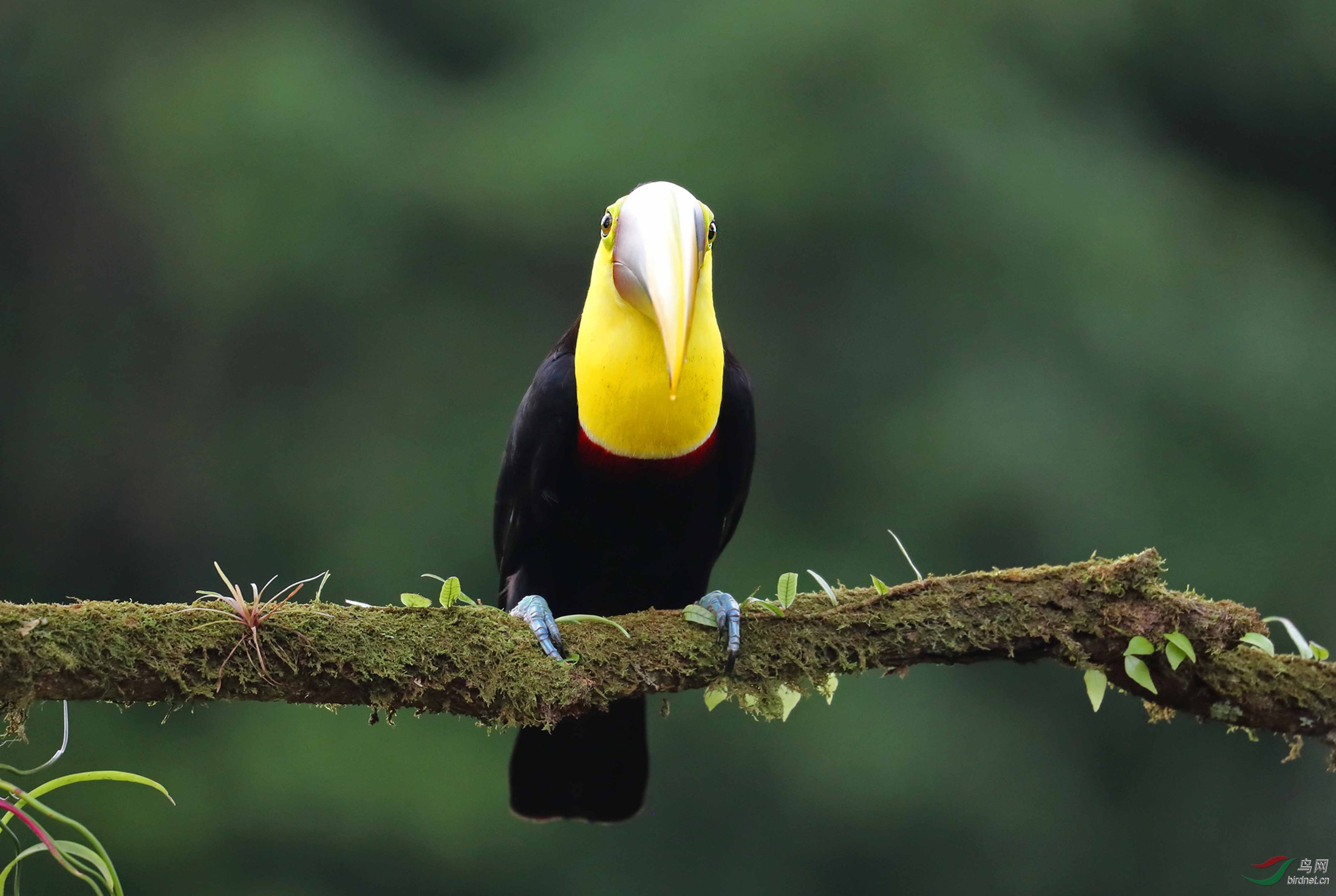 (黑嘴巨嘴鸟)"并非修女"——黑嘴巨嘴鸟(祝贺获首页精华)