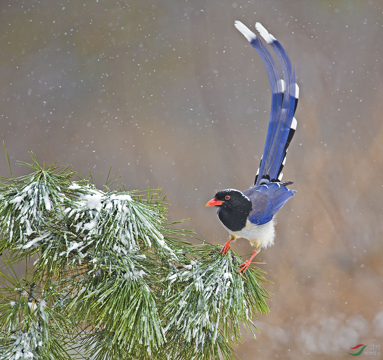 大连的第一场雪有幸拍到了红嘴蓝鹊!