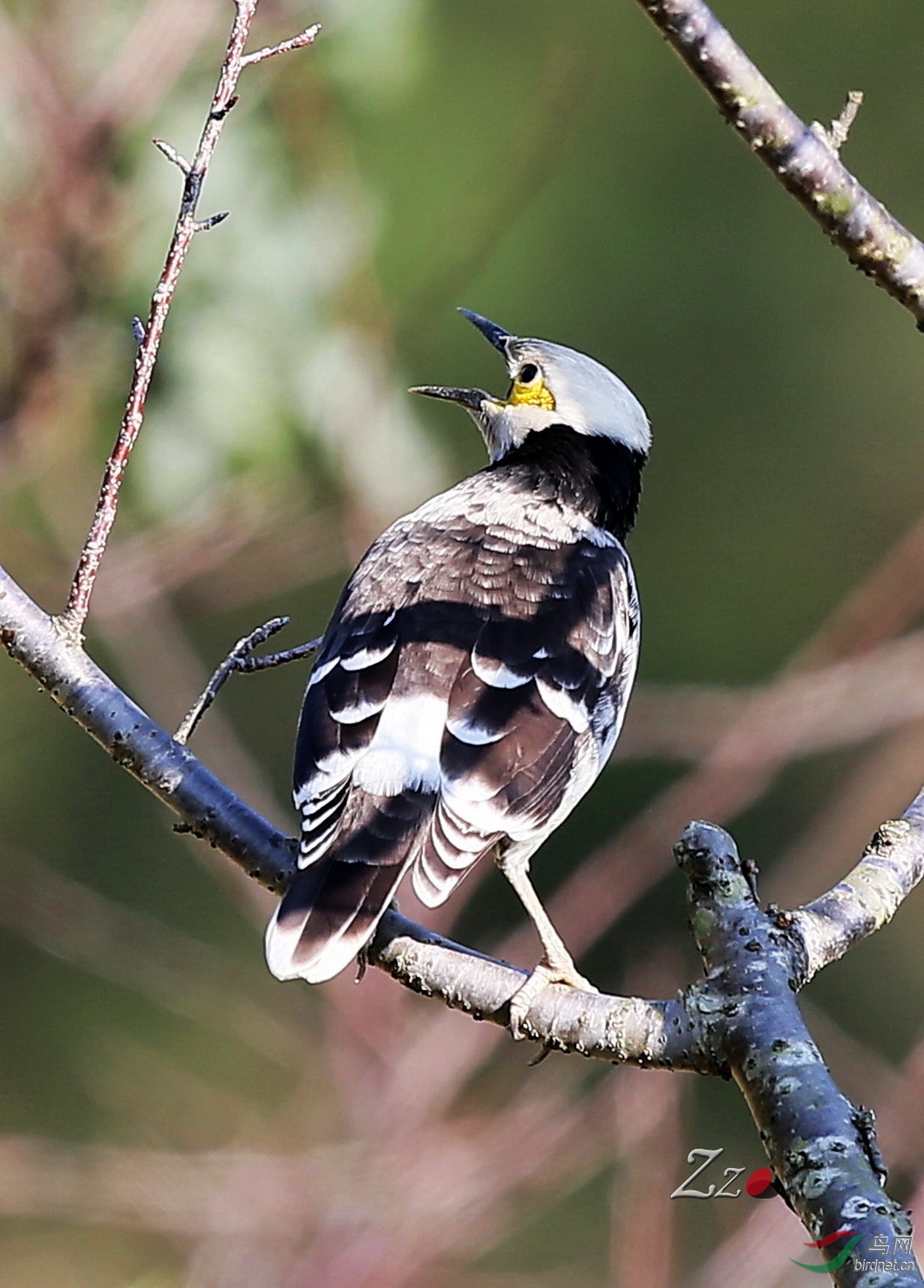 深圳仙湖拍摄黑领椋鸟