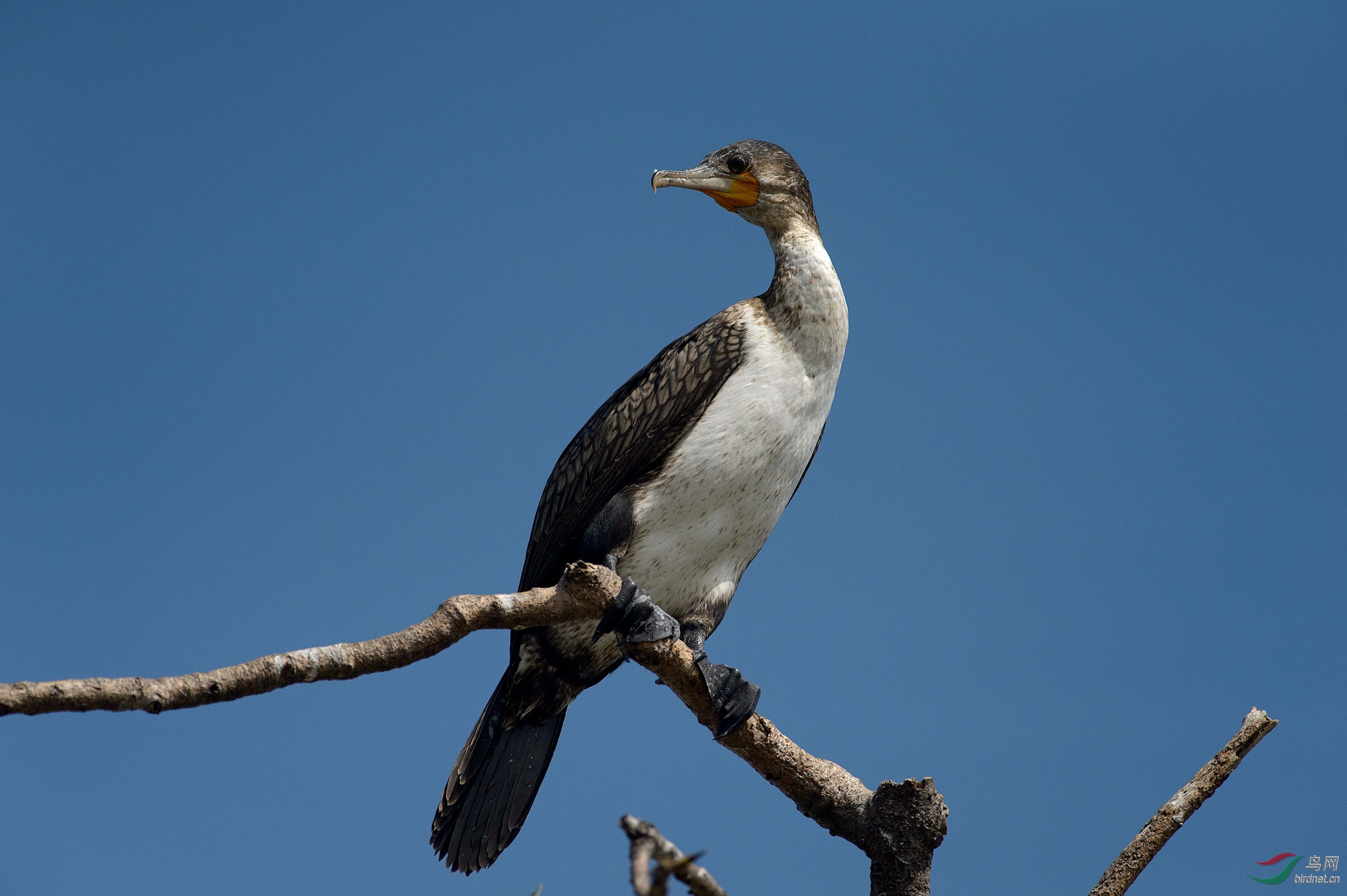 长尾鸬鹚学名phalacrocoraxafricanus