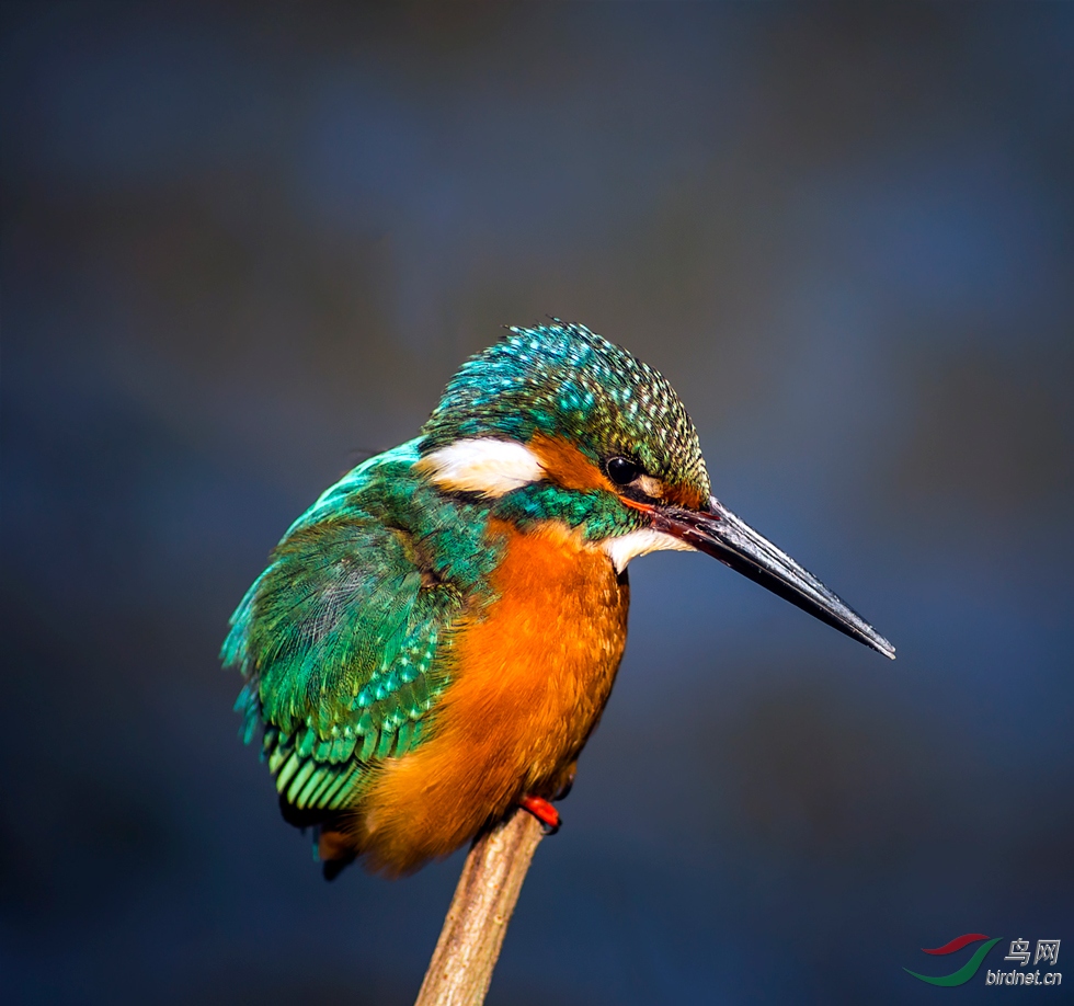 高清翠鳥圖