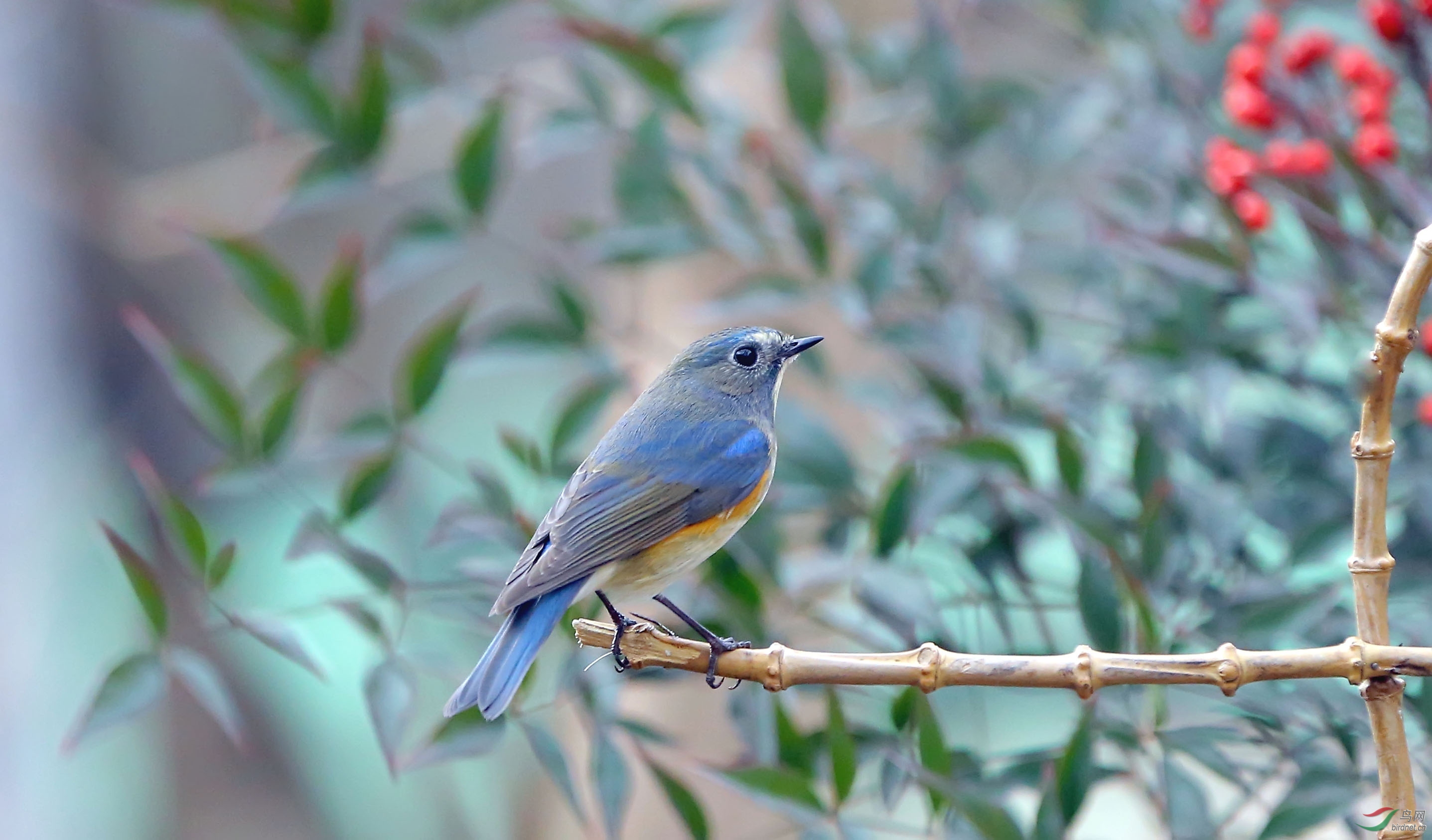 林鸟泉城公园再拍红胁蓝尾鸲