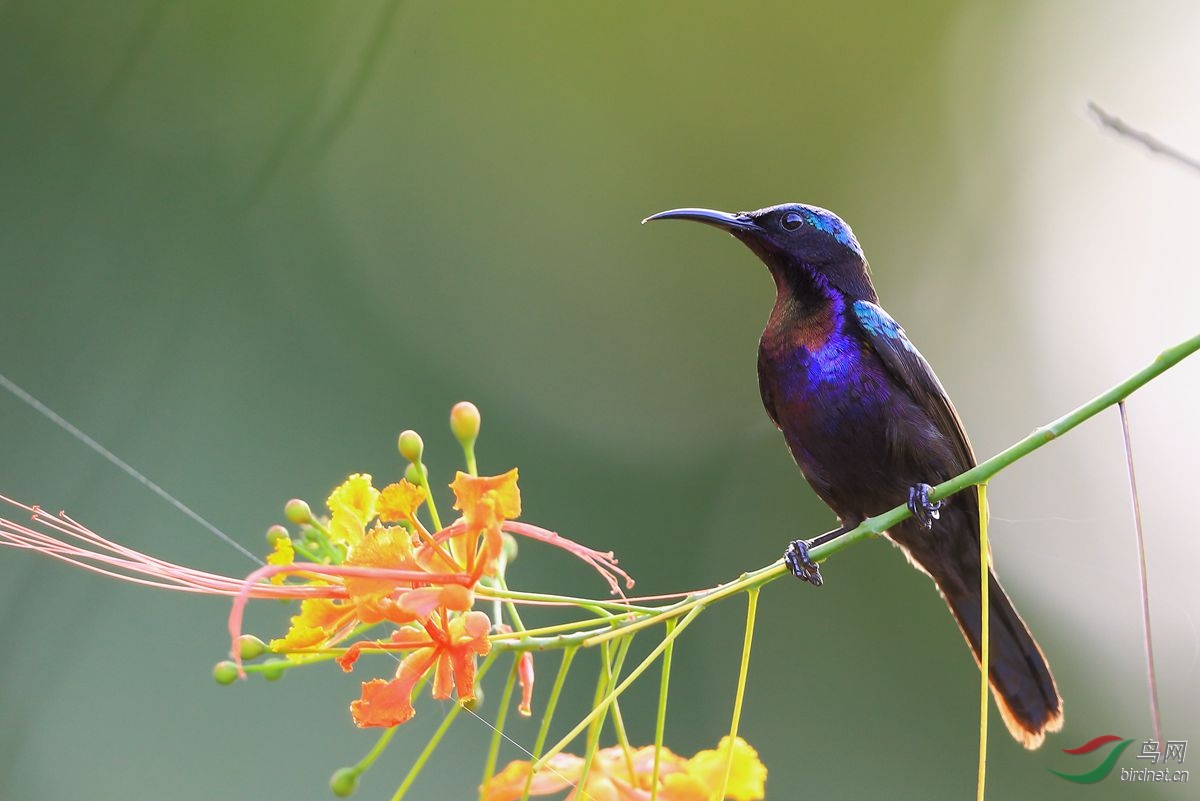 (銅喉花蜜鳥)銅喉纖花鳥(賀圖三獲每日精華)