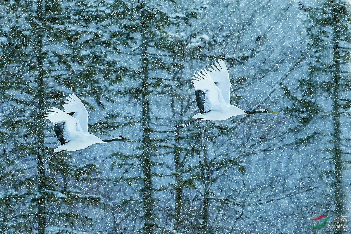 雪中飞鹤