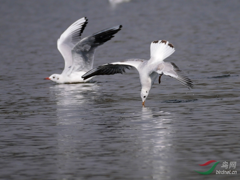 ������Ҳ�޷��Ҹ��Ѷȼ����ķ���