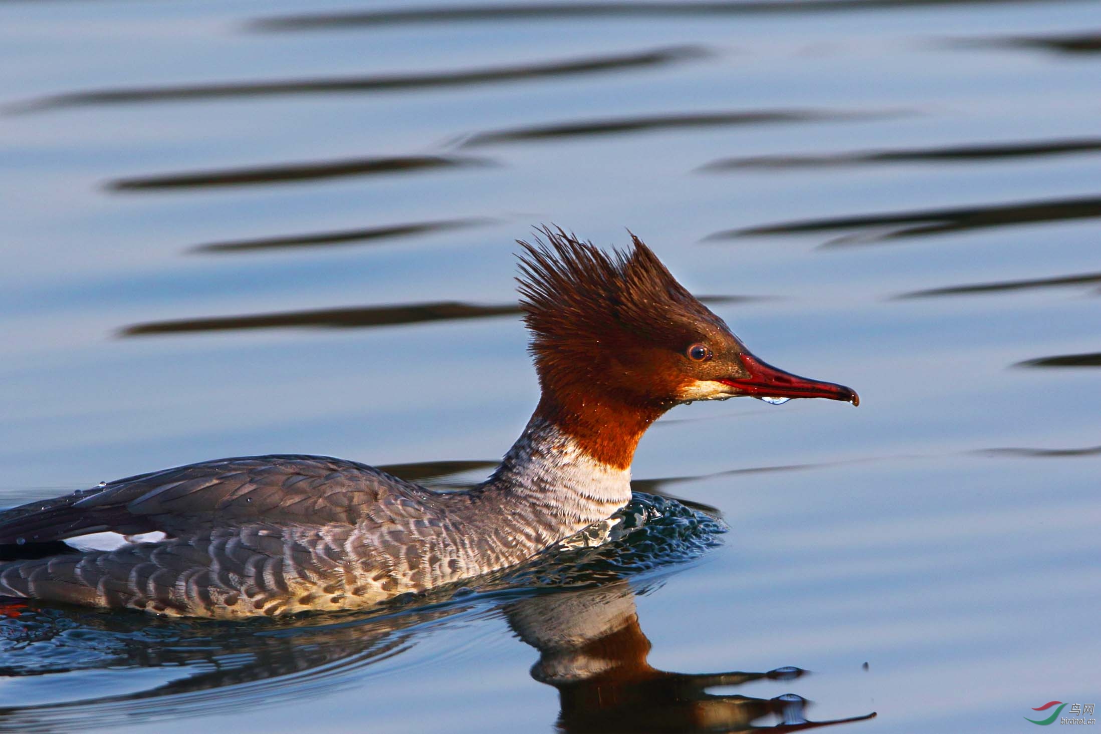 冬季拍鸭正当时(组照多幅)