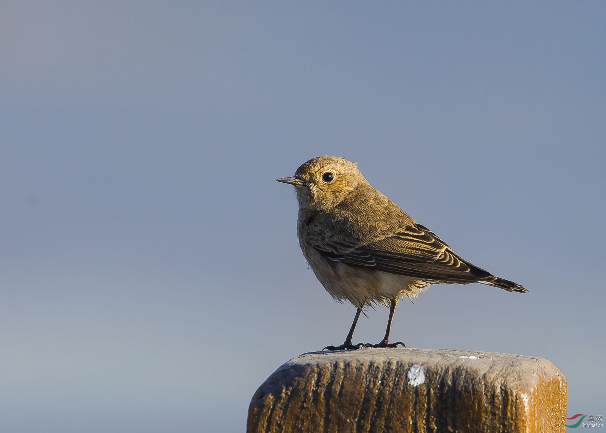 少见的白顶(雌)现奥森