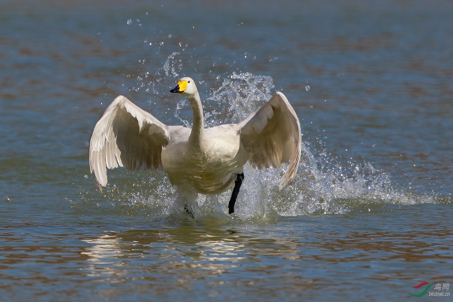 水中的奔跑大天鹅