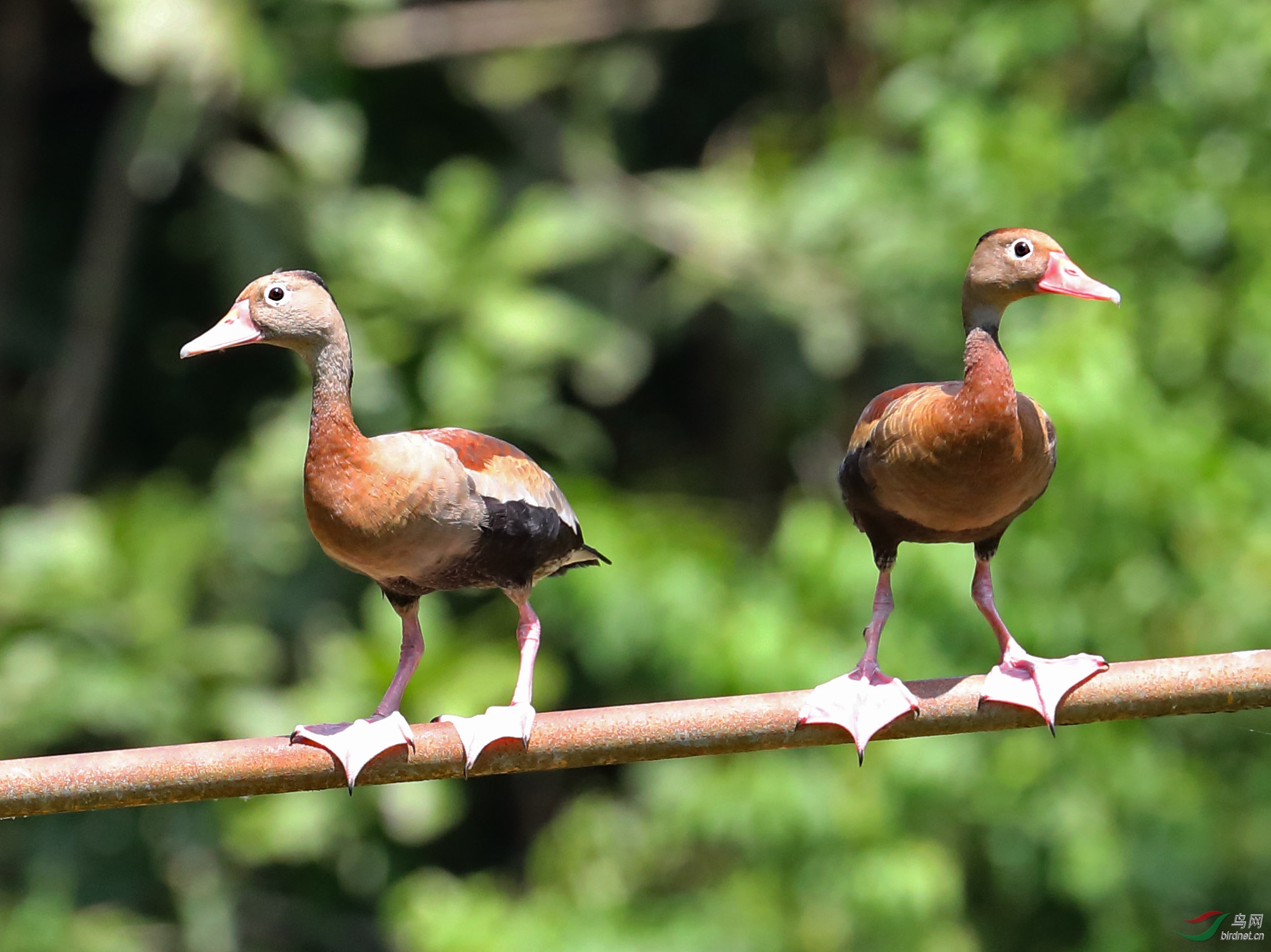 中美洲黑腹树鸭