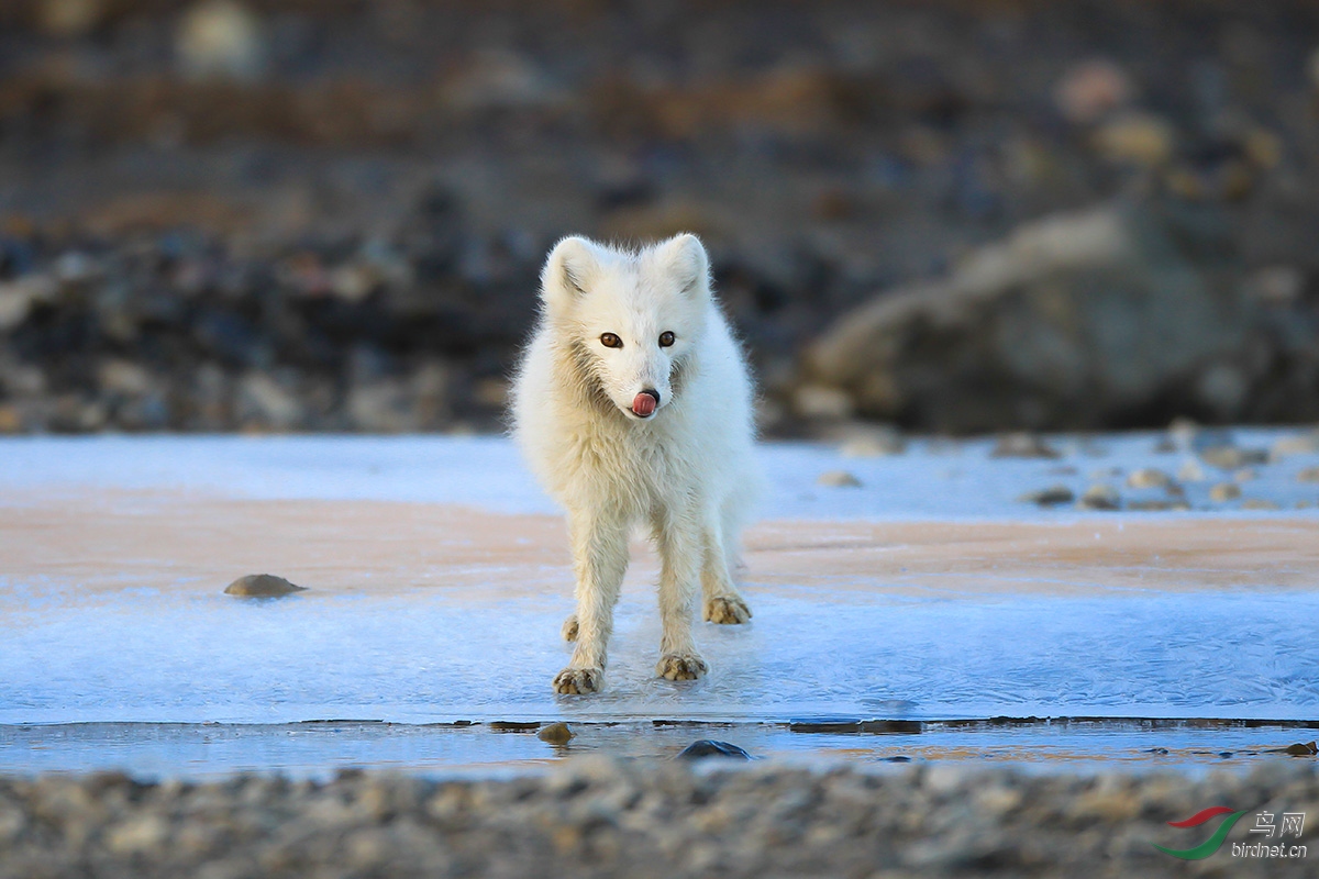 北极狐幼崽图片图片
