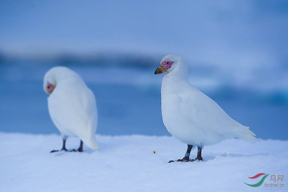 鞘嘴鸥南极春天的摸样祝贺首页主题推荐图50首页精华图片