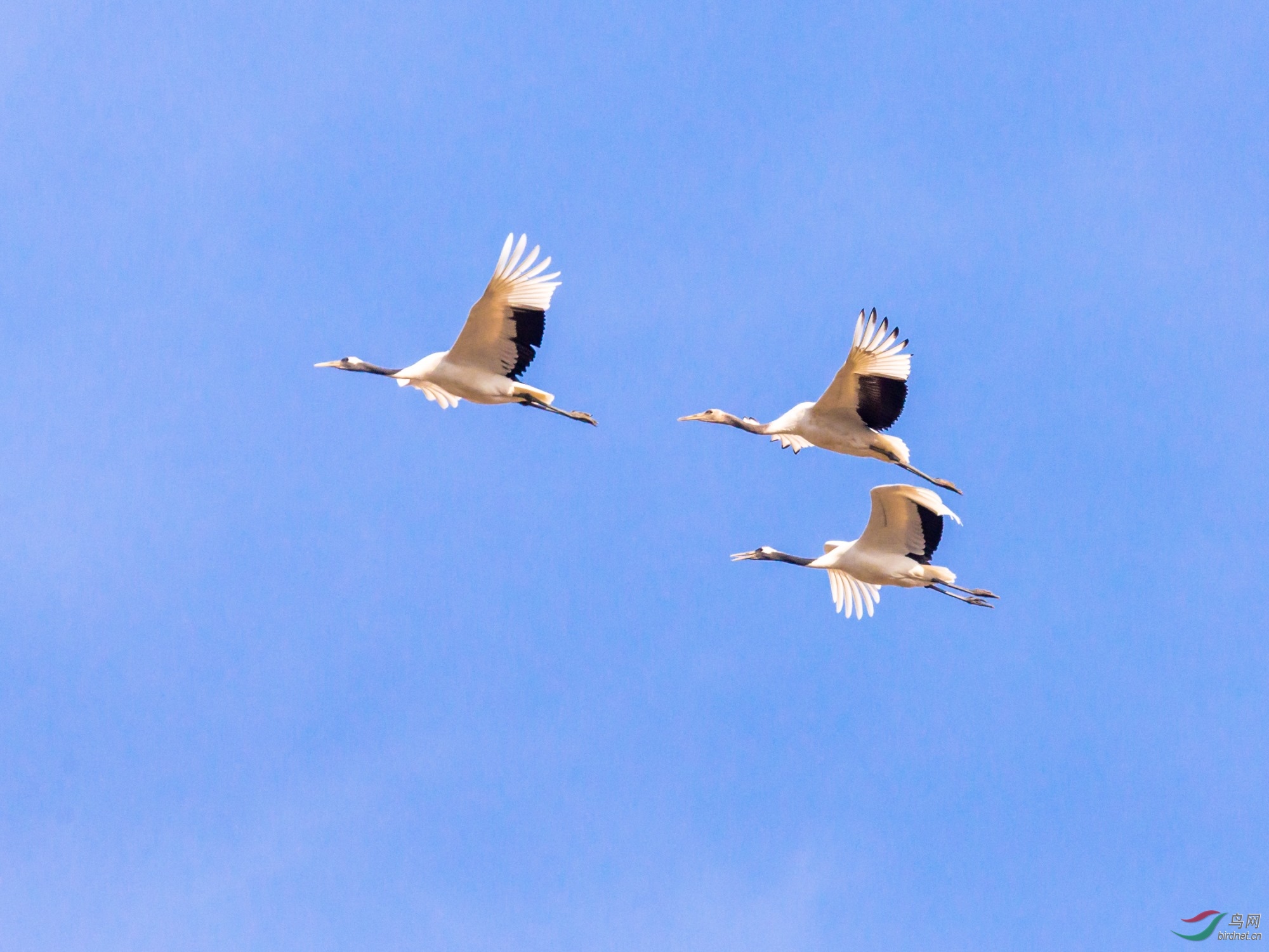 丹顶鹤编队飞翔