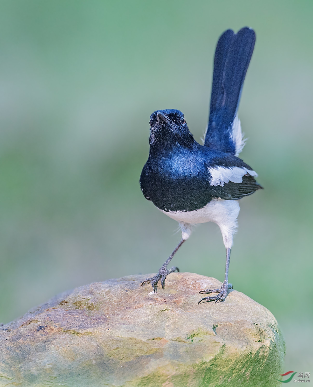 鹊鸲俗名进鸟屎坑雀四喜土更鸟信鸟知时鸟猪屎喳