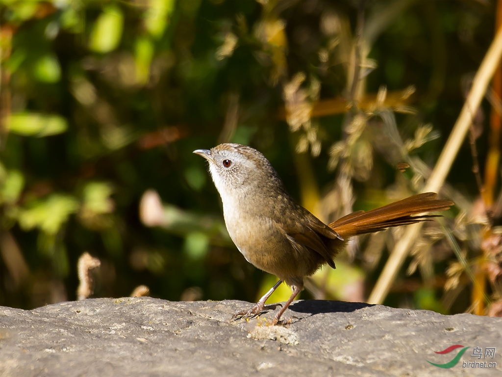 雀鹛 分布状况:记录于由四川东北部沿四川盆地以西成一弧形向南至云南
