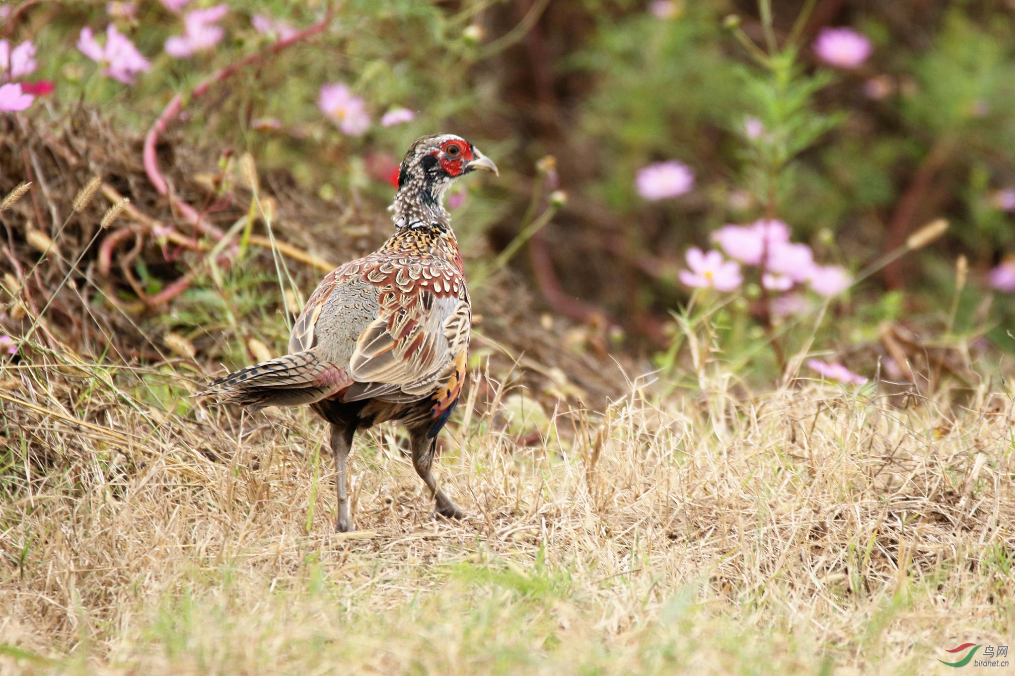 格桑花园的雉鸡