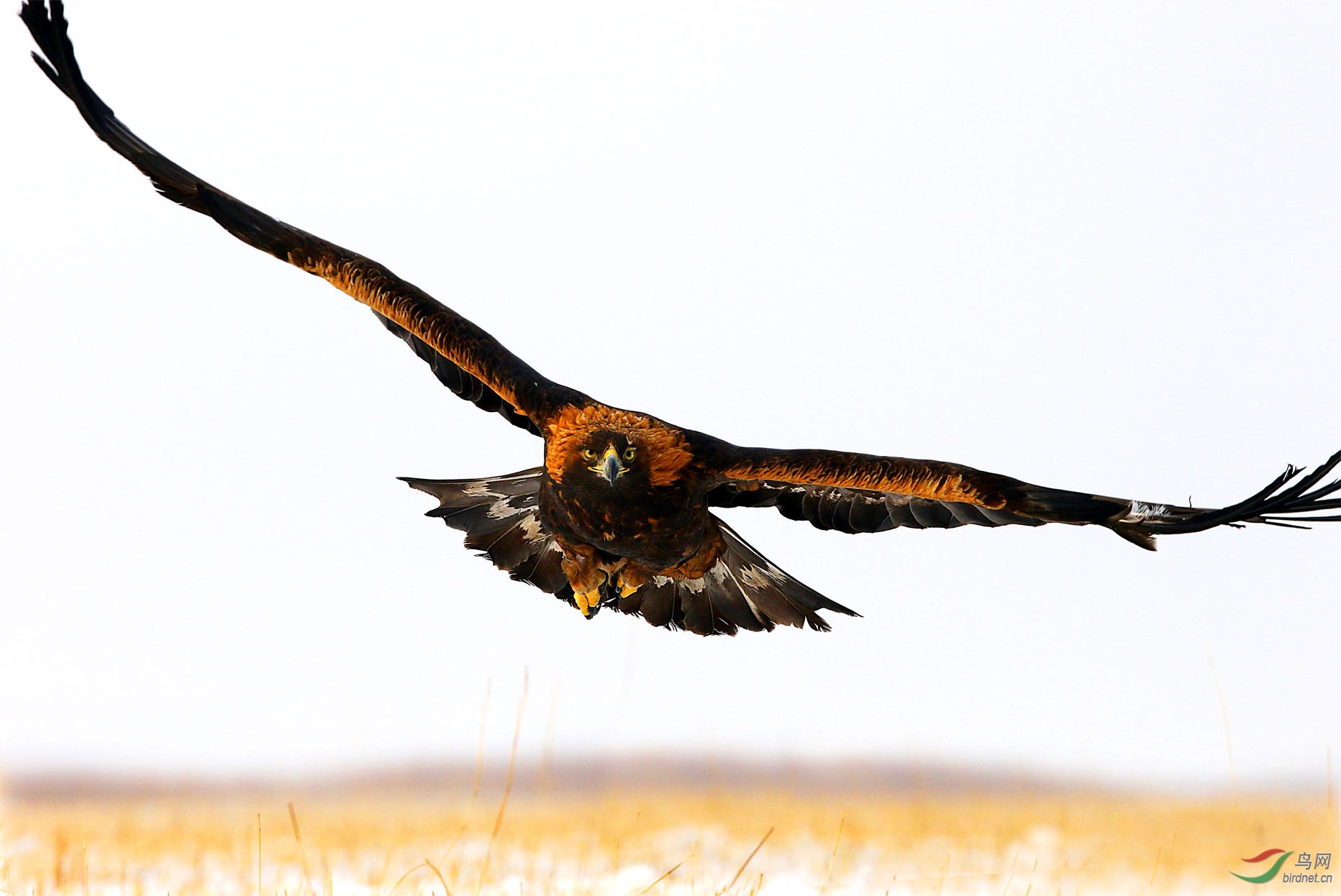 金鹏展翅迎新年