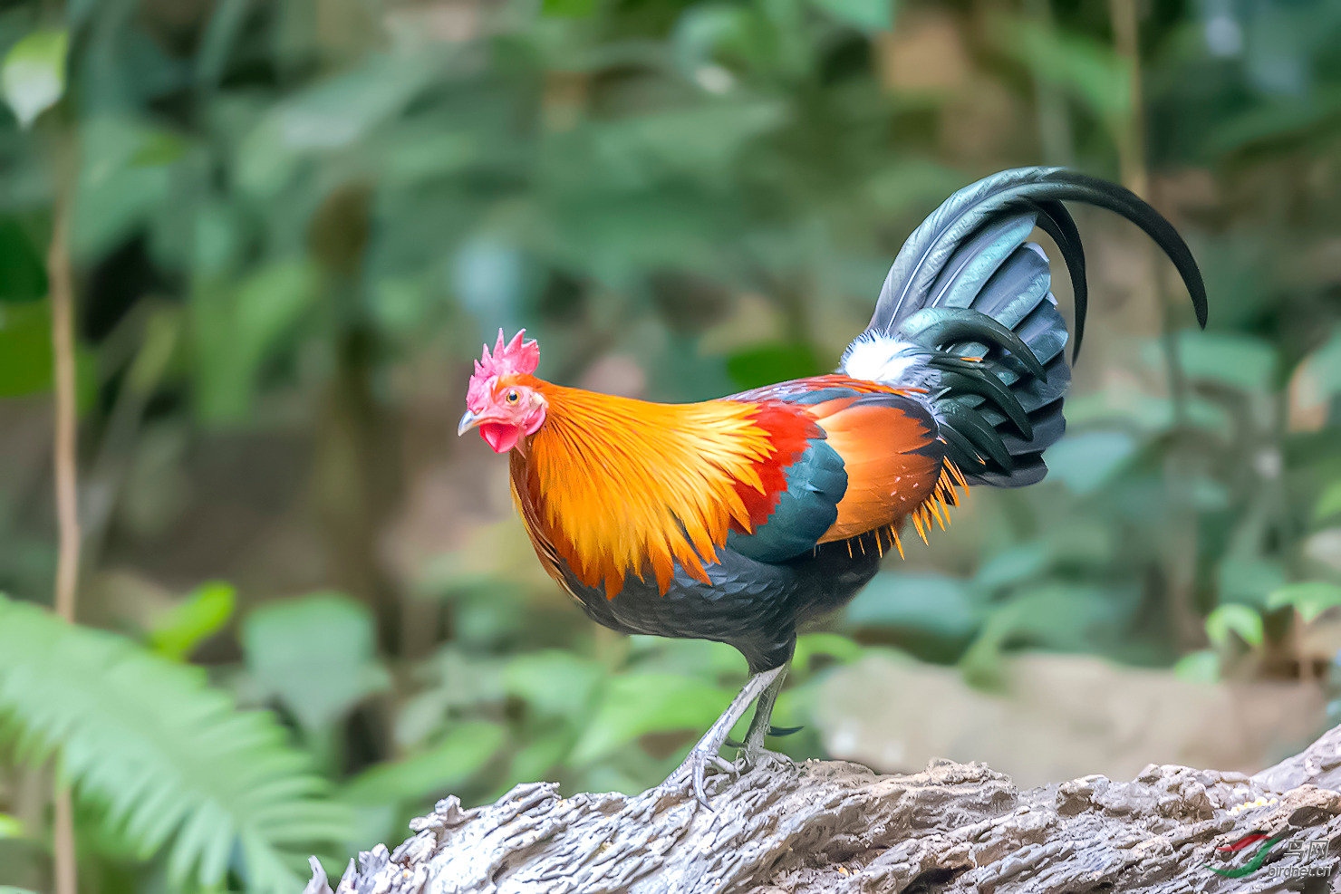 告别2016迎接鸡年2017