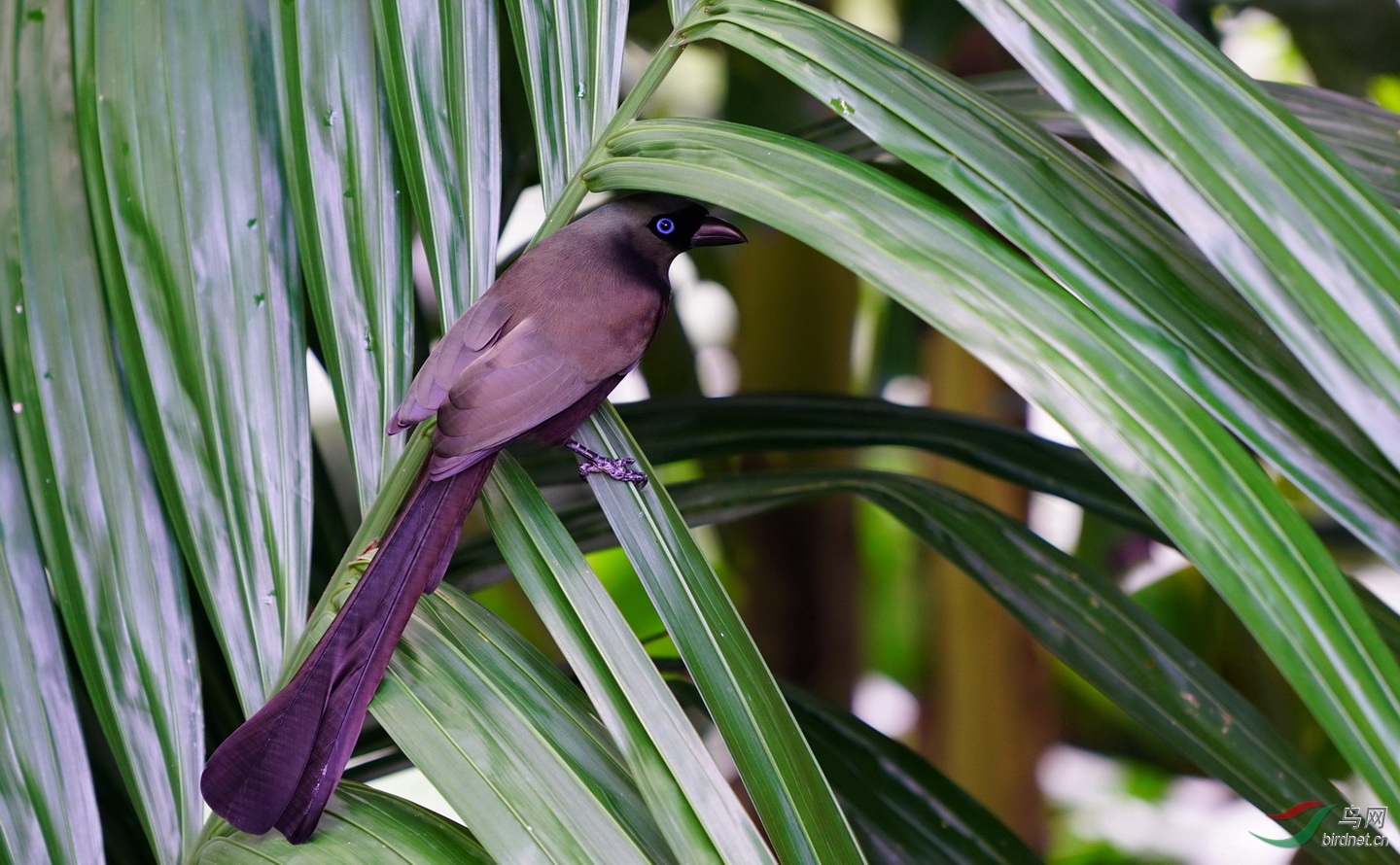林鸟新年快乐香港公园的盘尾树鹊