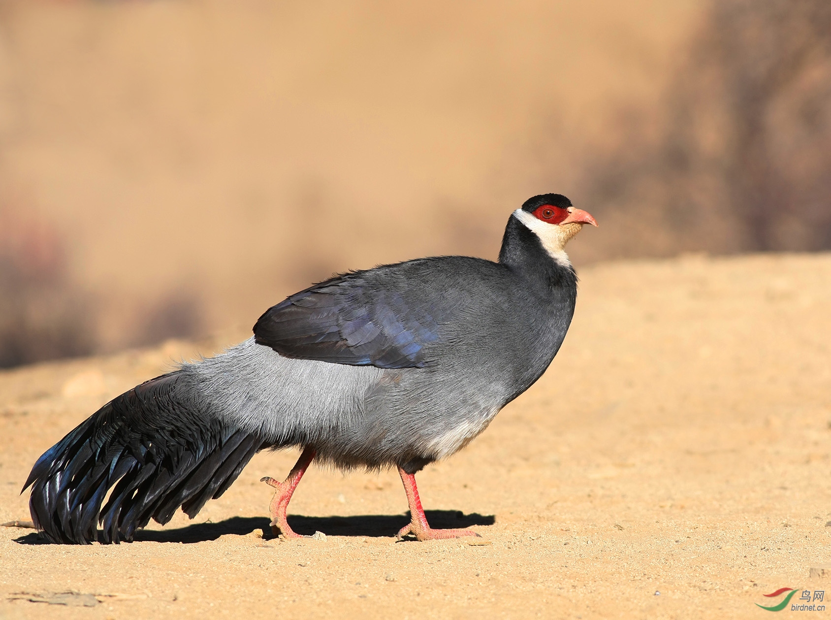 黑鹇2017年新年贺词