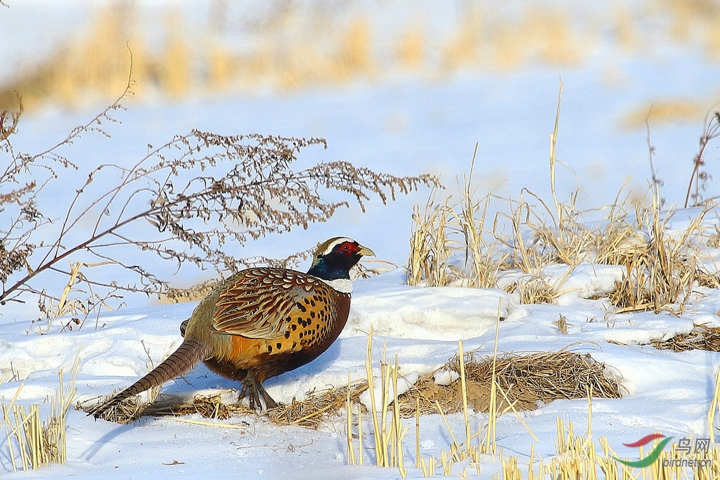 DPP_02031.jpg