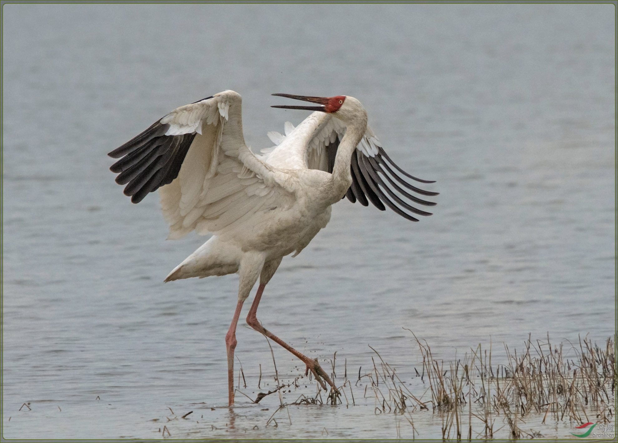白鹤siberian crane