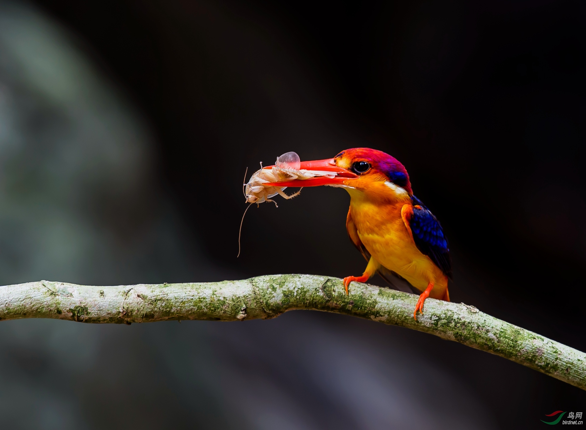 [国外] (三趾翠鸟】)三趾翠鸟---新年第一帖 贺获首页每日精华!