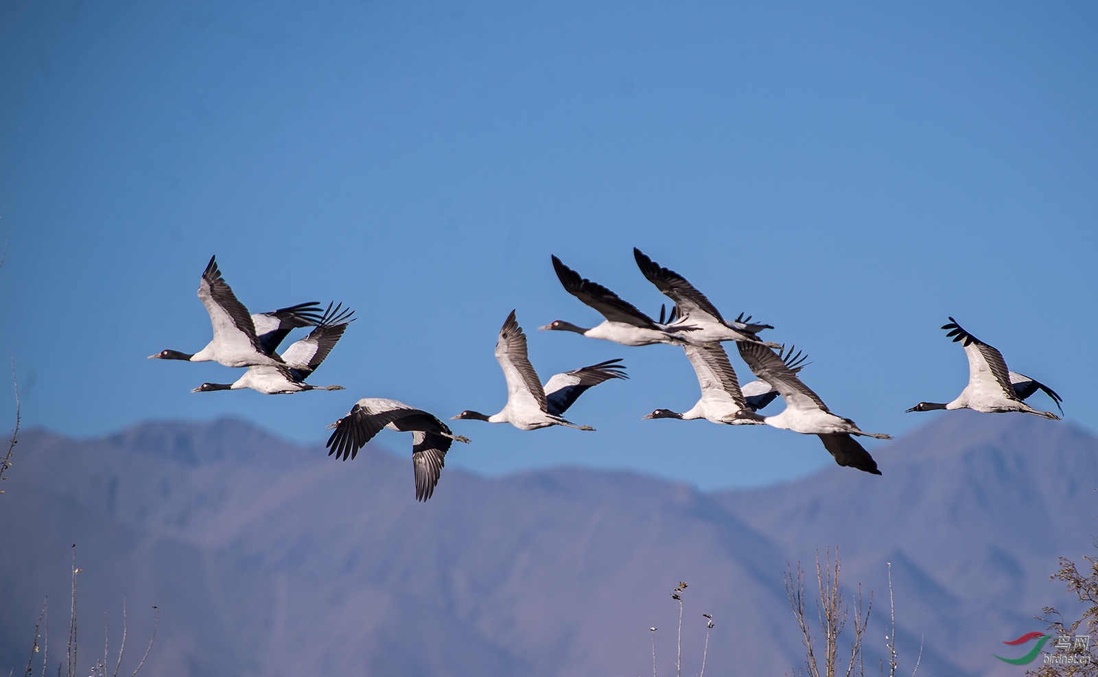 高原飞翔的黑颈鹤
