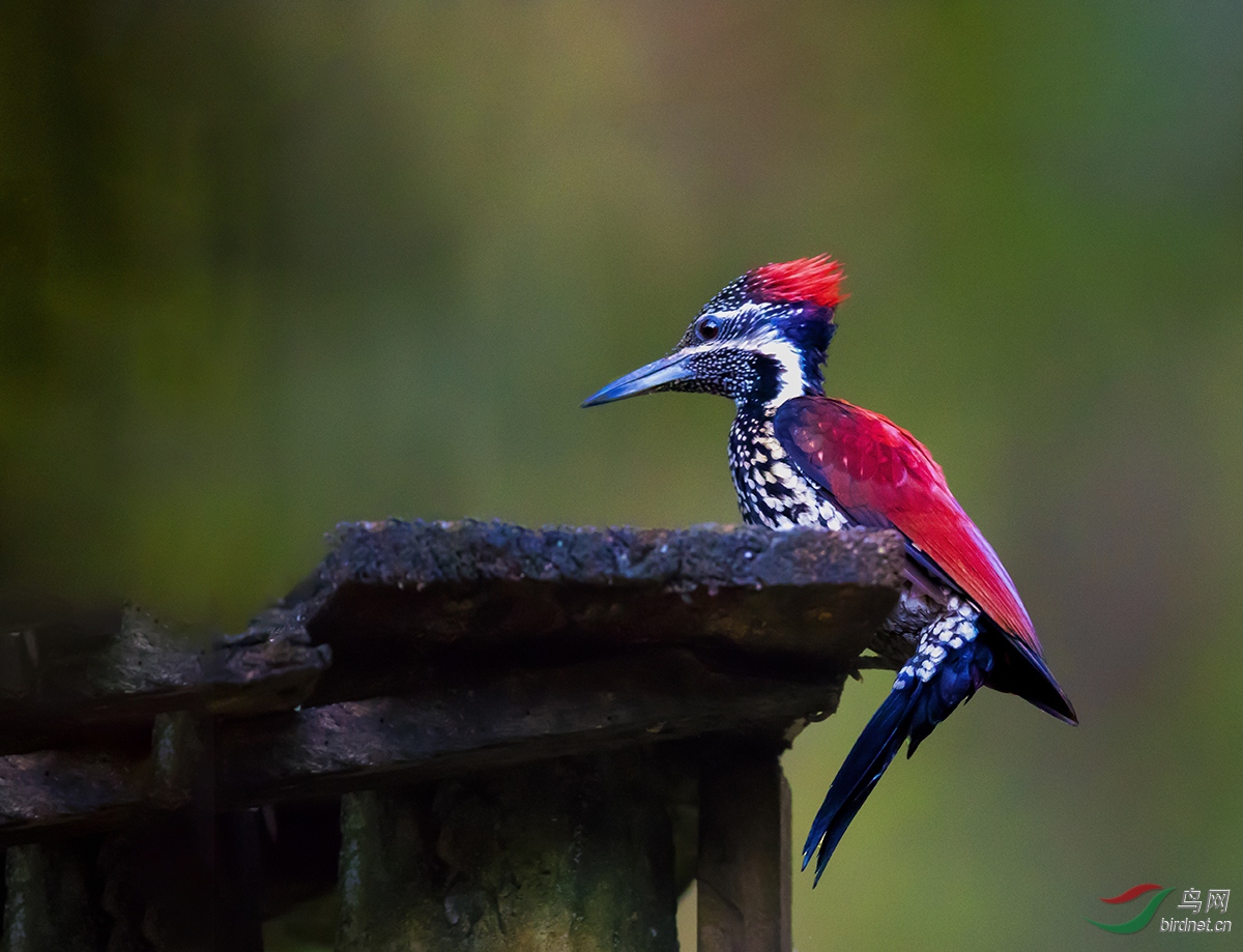 (绯红背啄木鸟)绯红背啄木鸟的小饭桌(祝贺荣获首页精华) - 重庆版