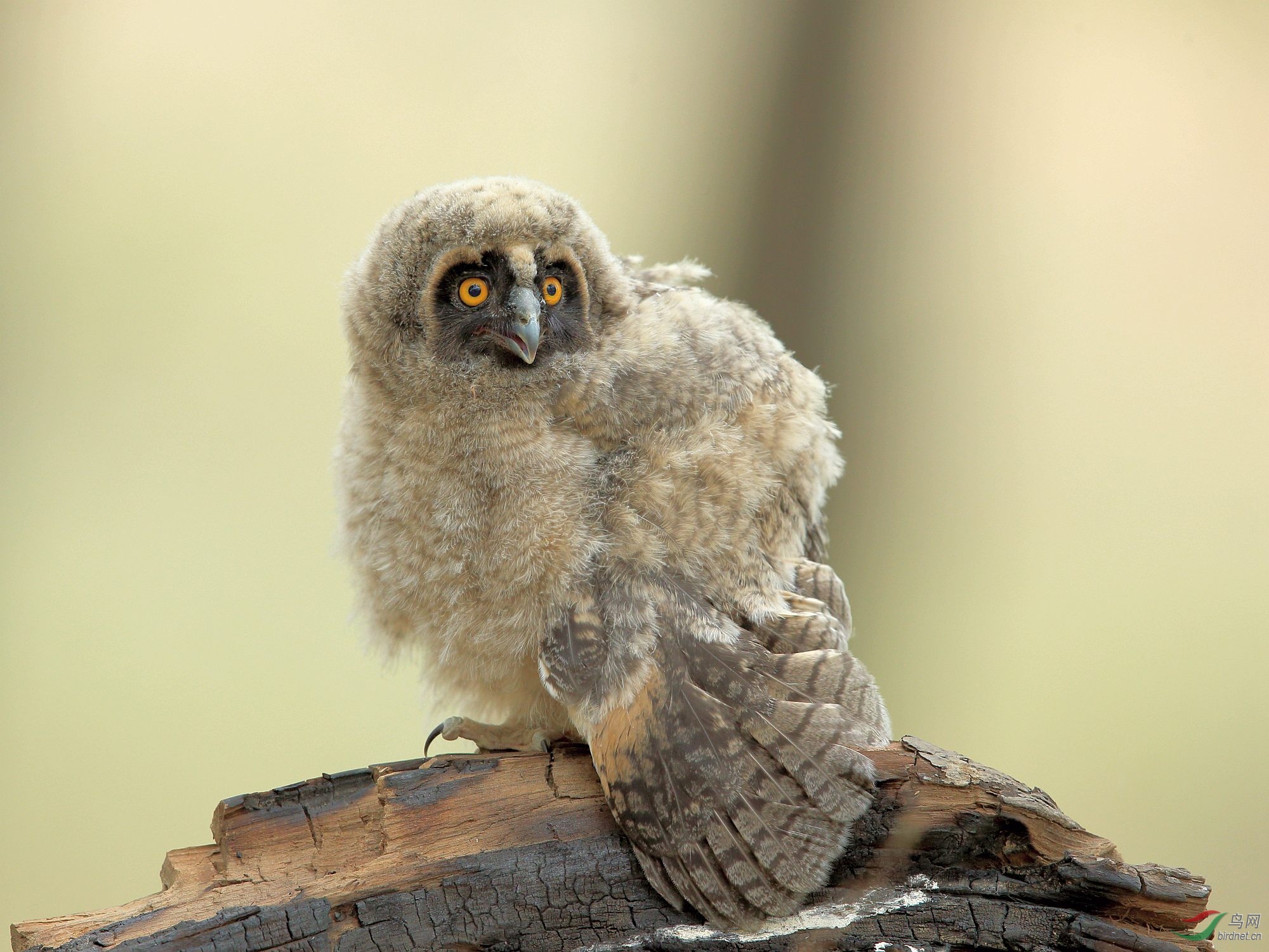 长耳鸮(雏鸟)