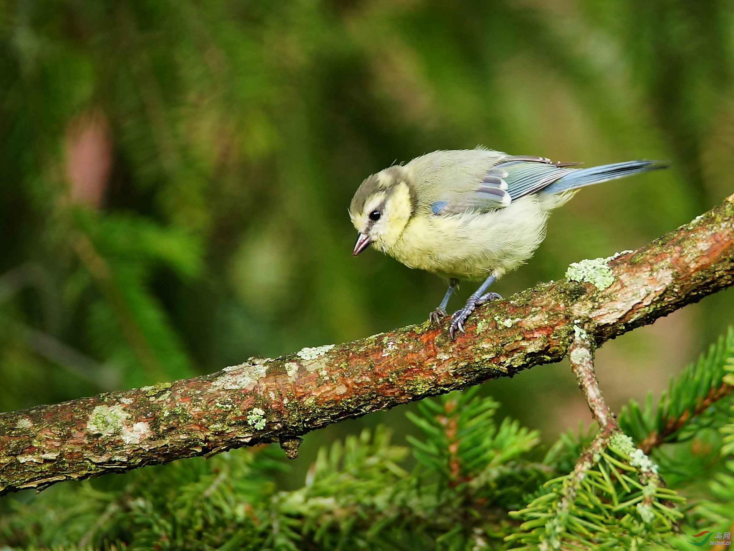 蓝翅山雀亚成鸟