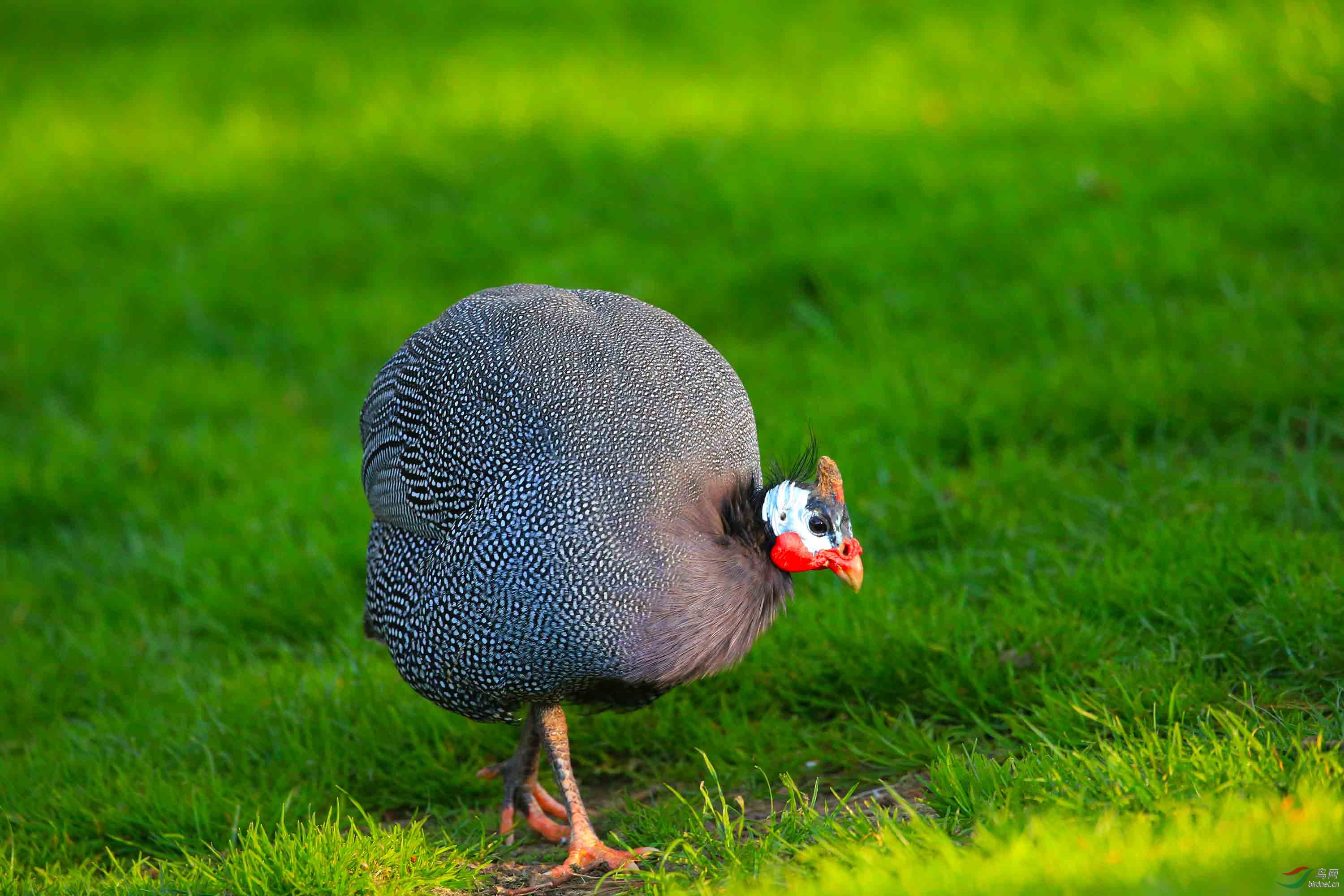 珍珠鸡祝新年快乐