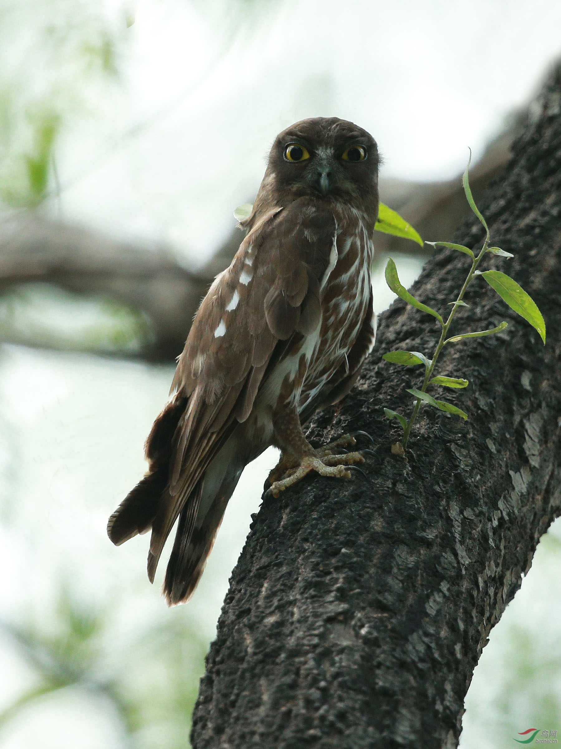 [猛禽] 鹰鸮--颐和园
